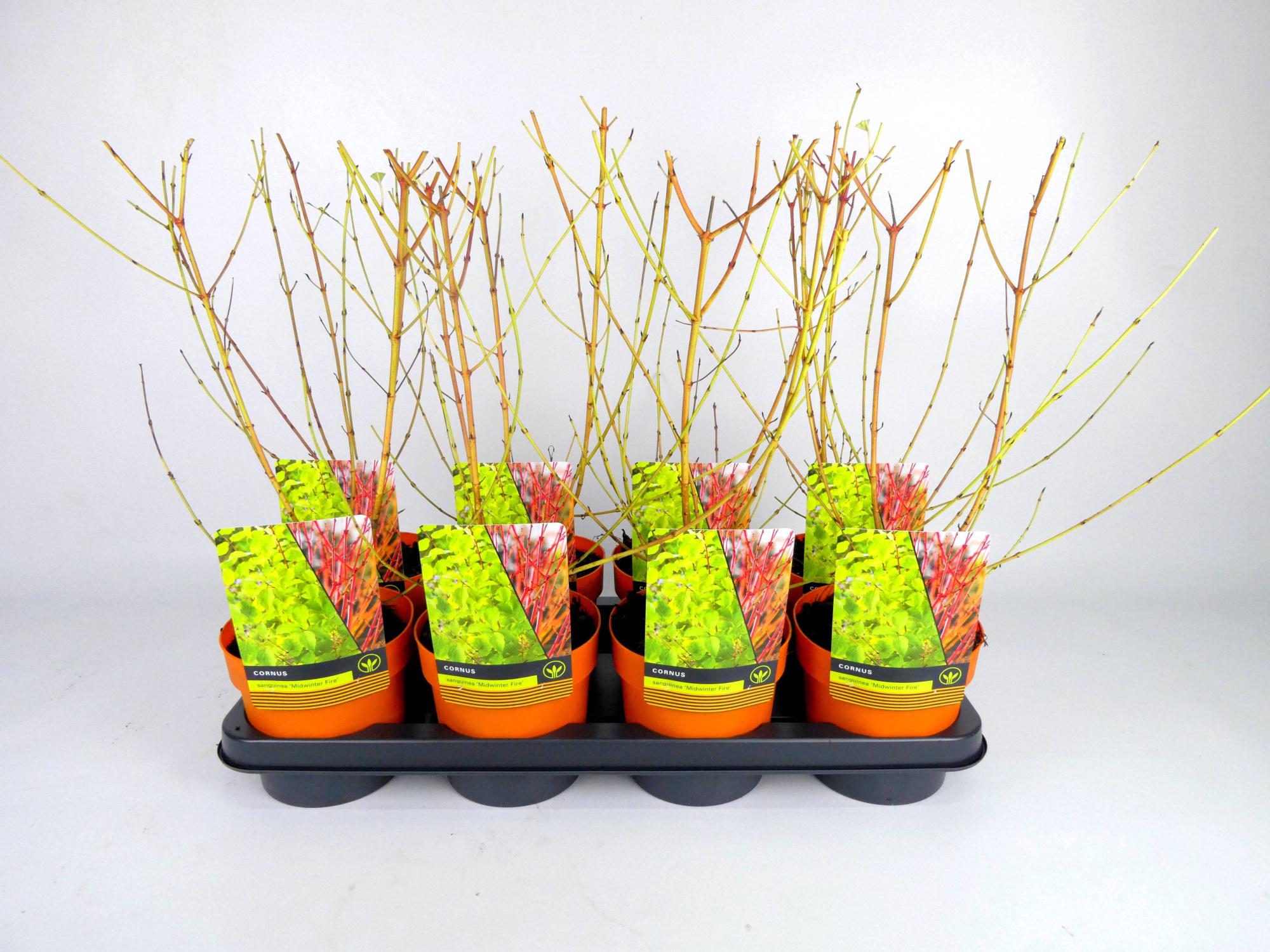 Cornus 'Midwinter Fire' Kleurpot, D 14