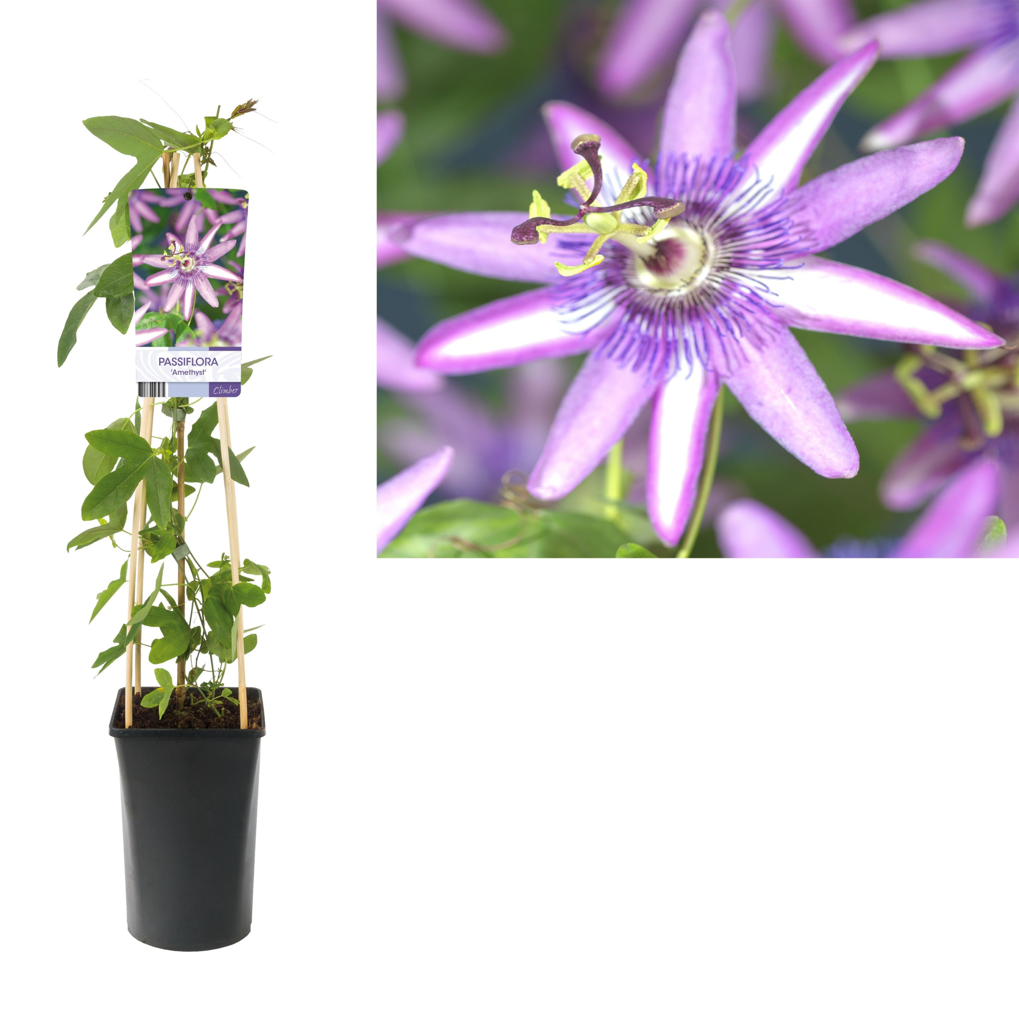Passiflora 'Amethyst' +light label, D 17