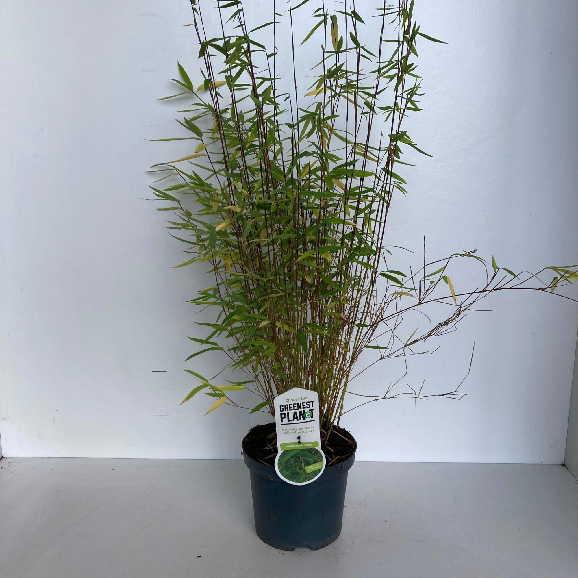 Fargesia 'Volcano', D 19