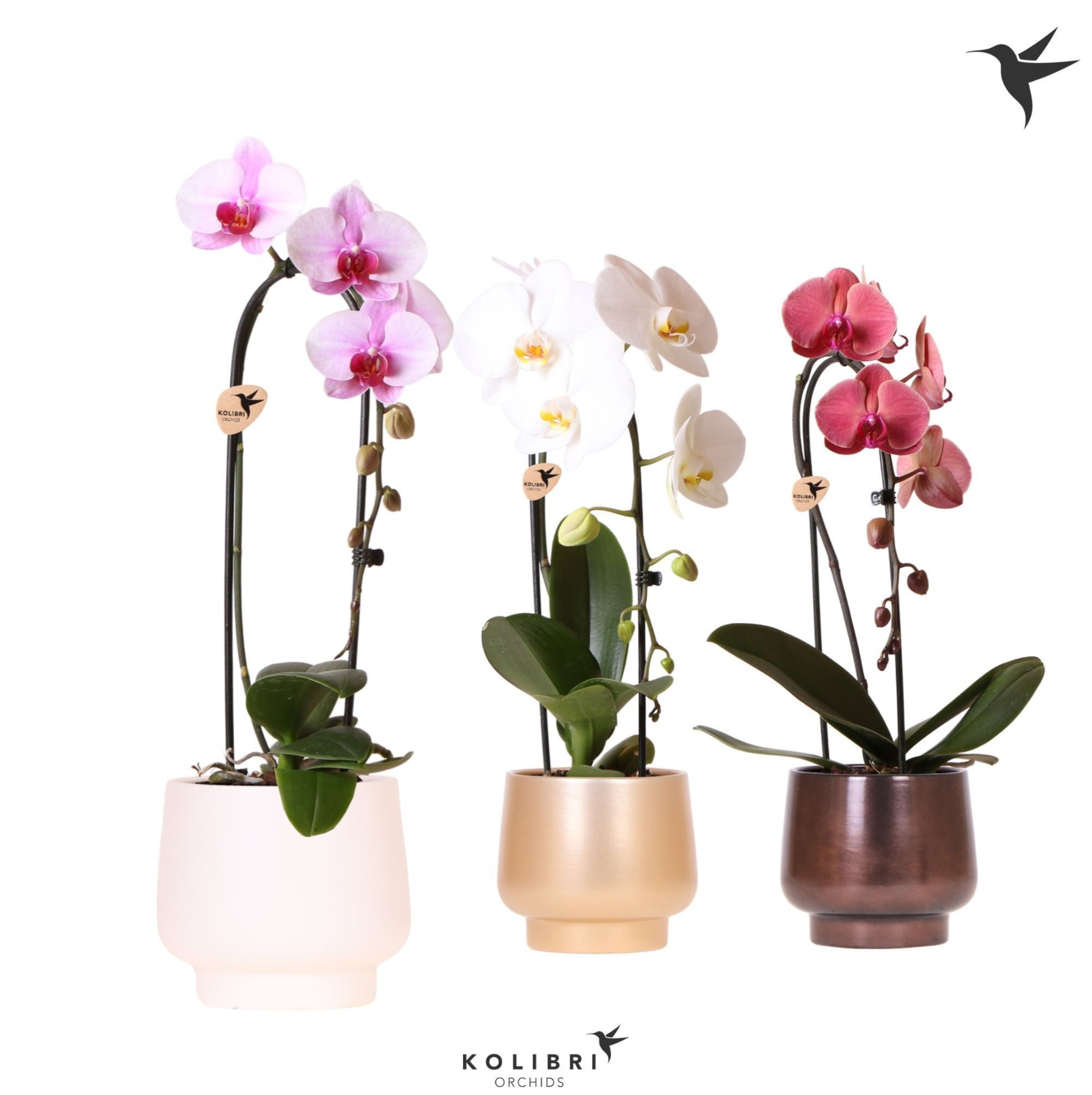 Kolibri Orchids Cascade Niagara Fall mix 1 spike in Scandic pot gold mix, D 12