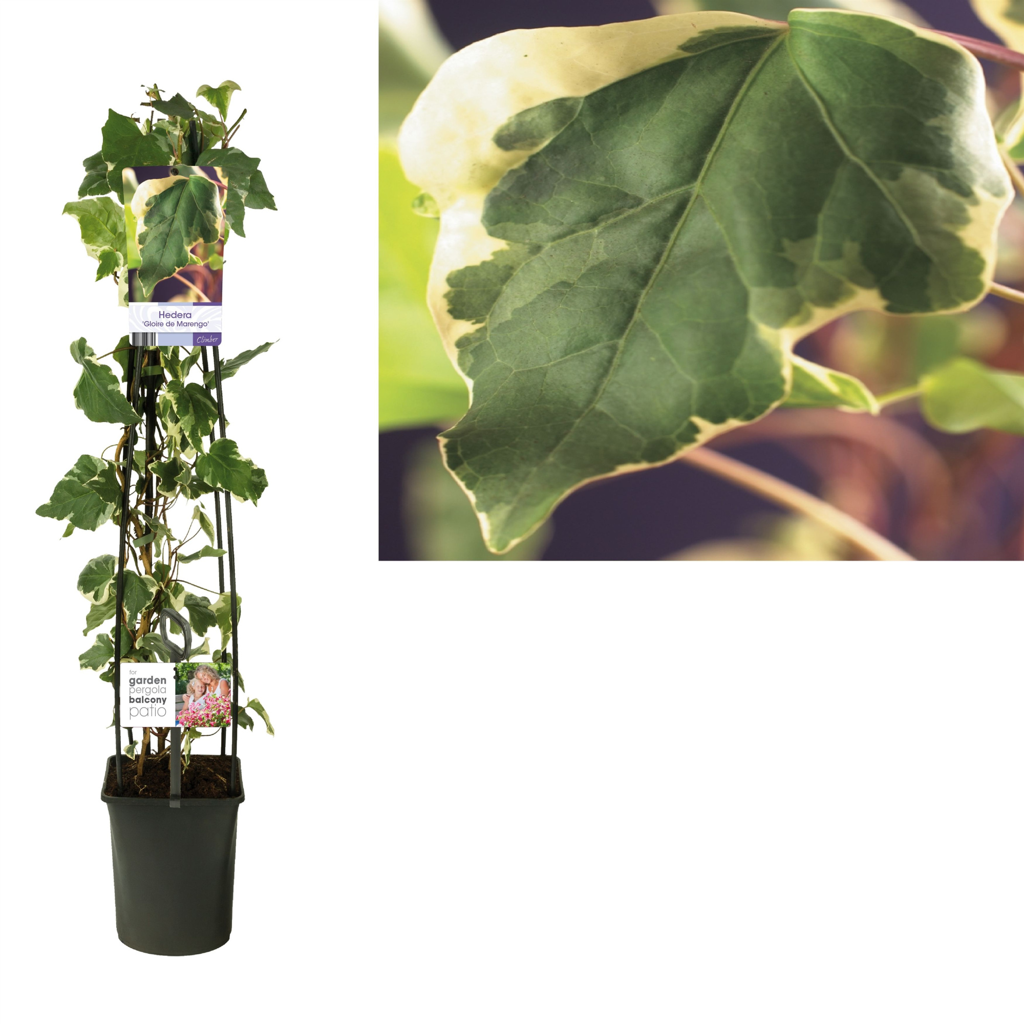 Hedera 'Gloire de Marengo' +light label, D 23