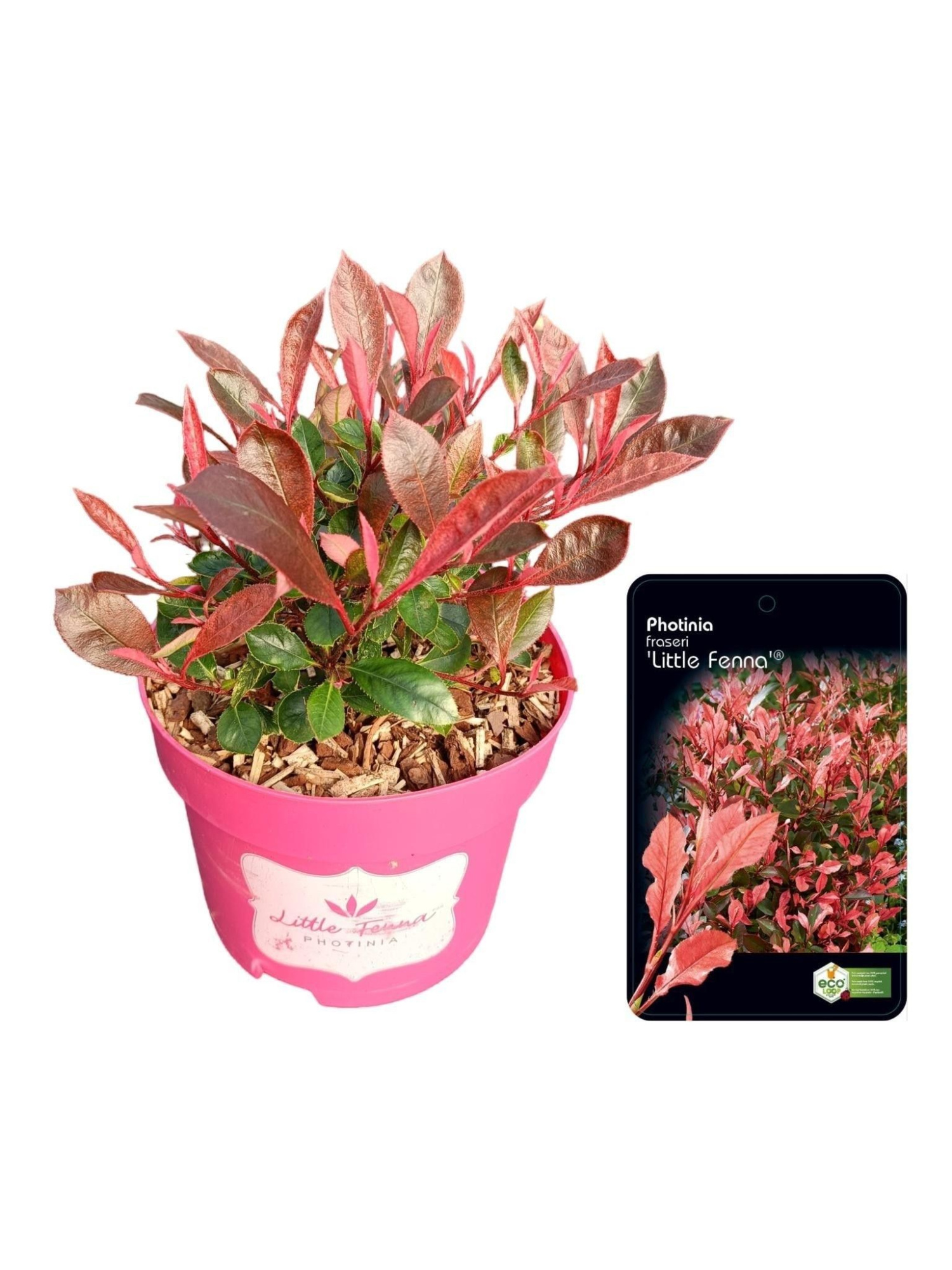 Photinia fraseri 'Little Fenna', D 17