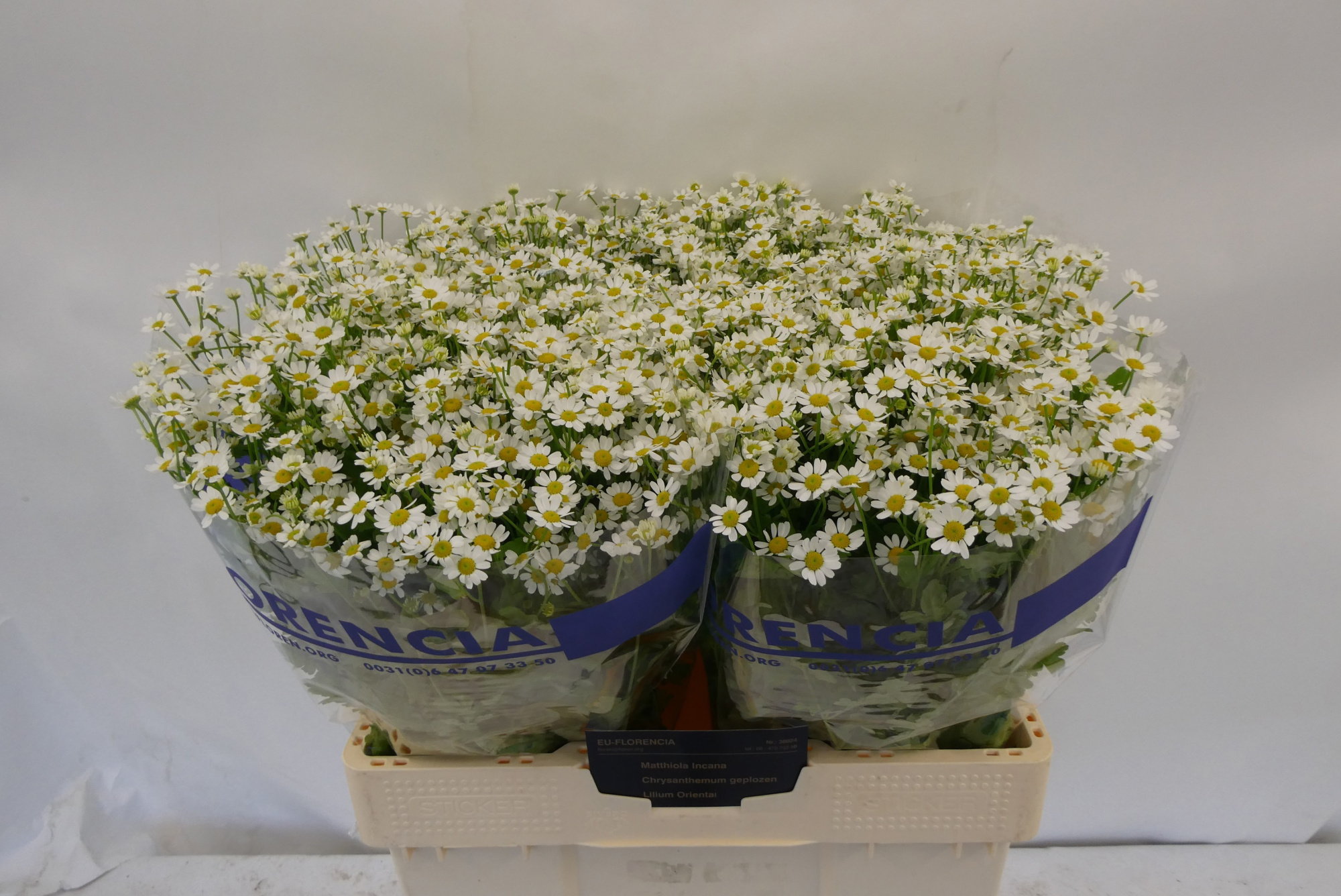 Танацетум Сингл Вегмо 60 (бел.), шт.