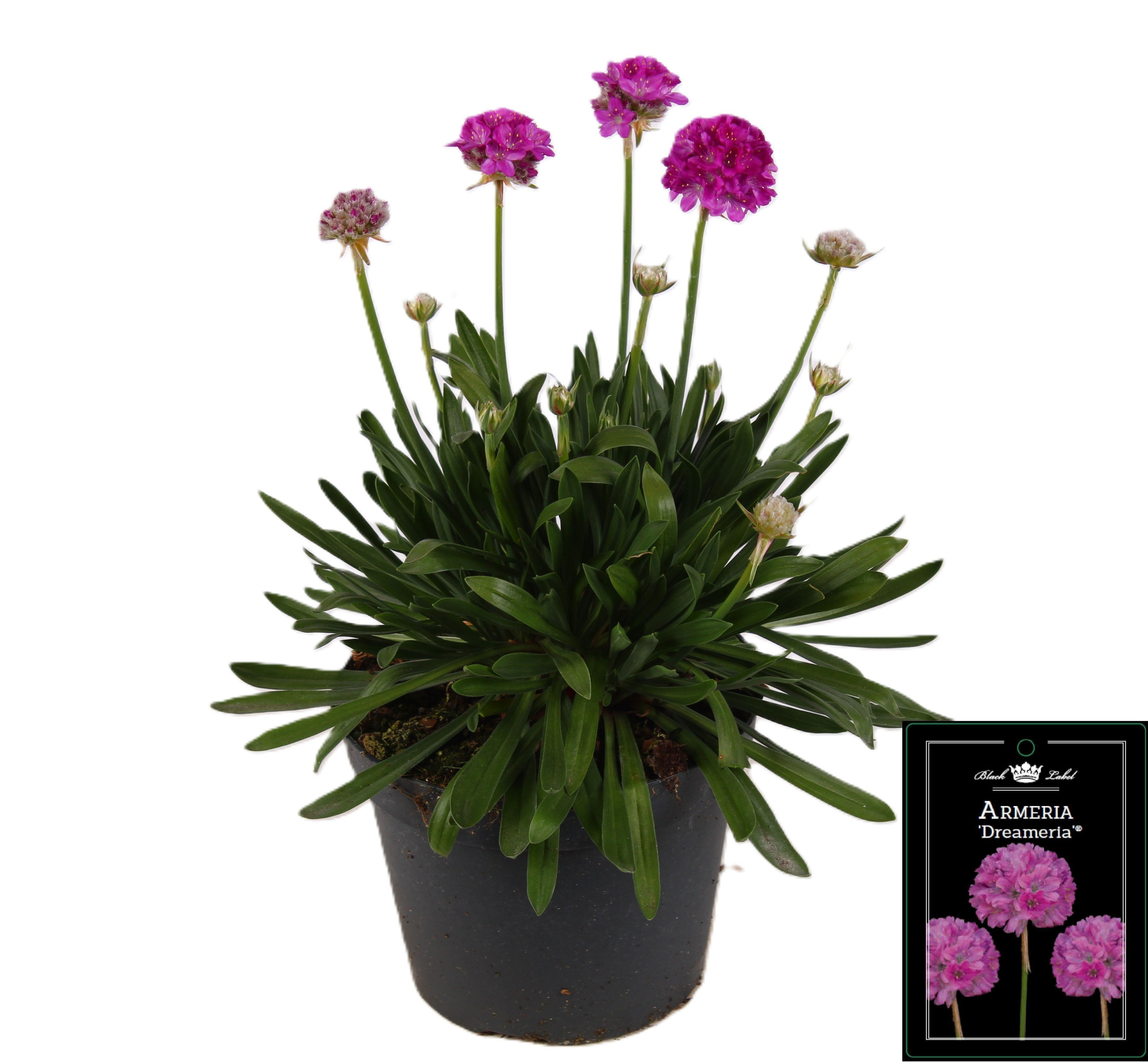 Armeria Dreameria Sweet Dreams P15, D 15