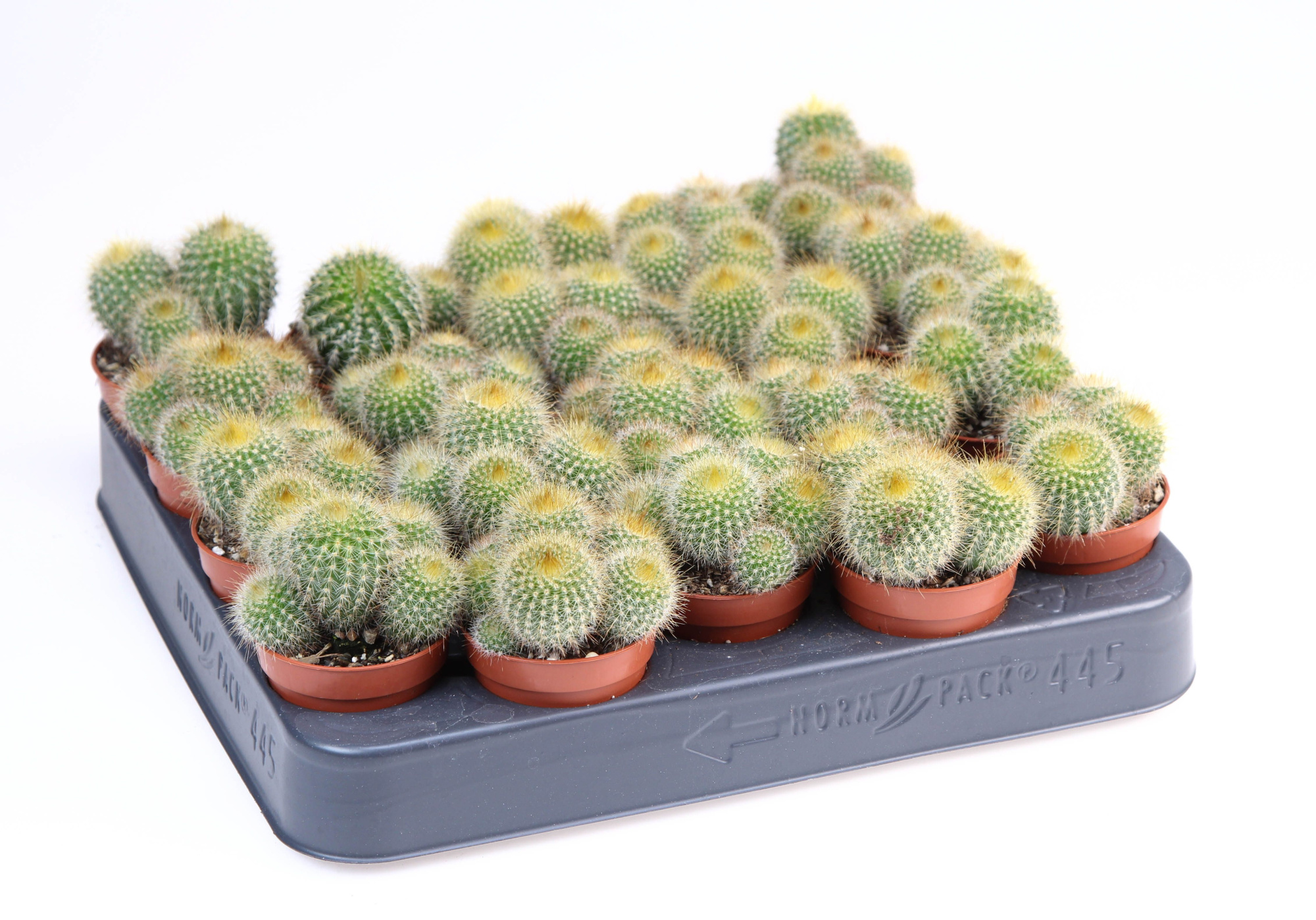 Eriocactus Leninghausii, D 5,5