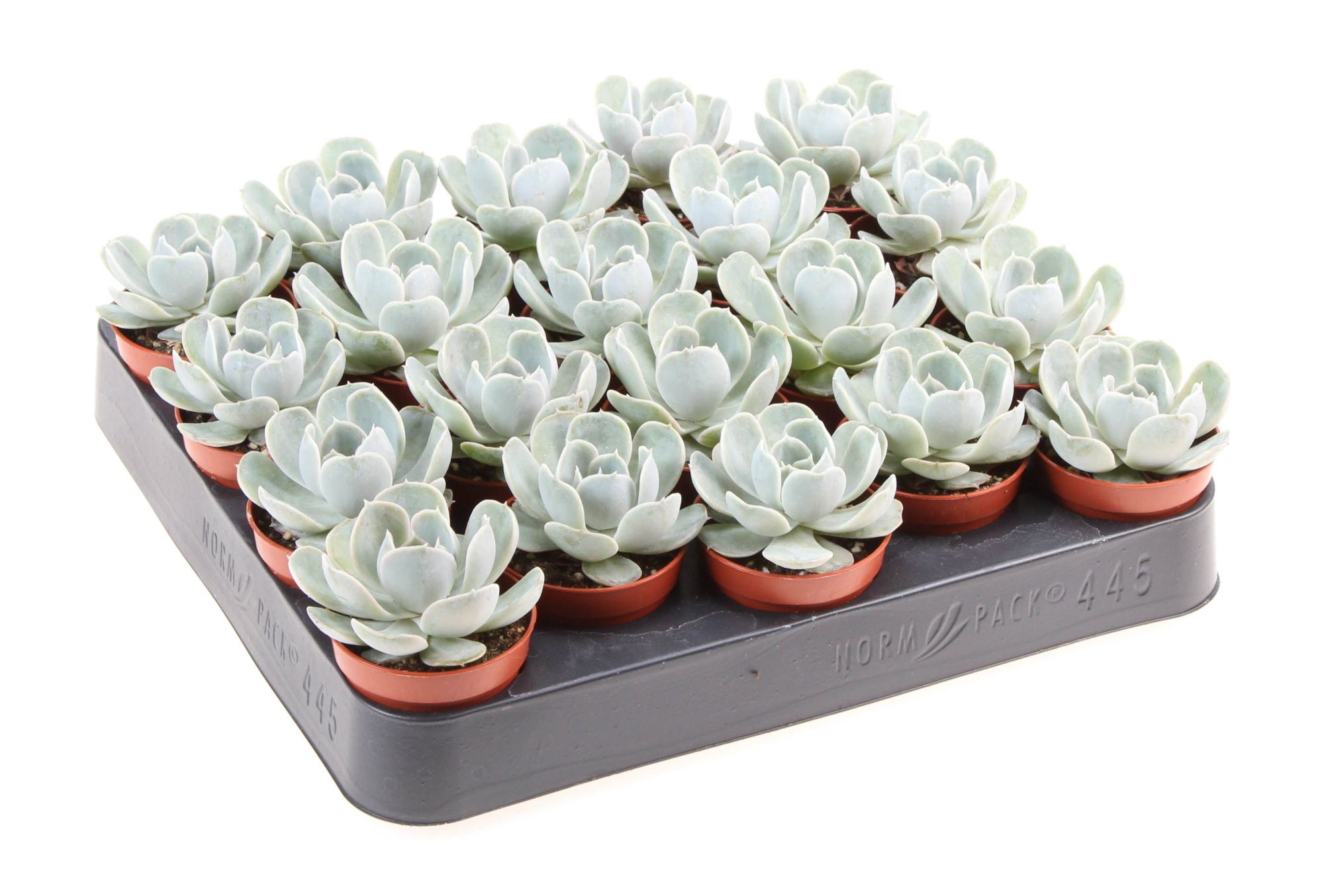 Echeveria electra, D 5,5