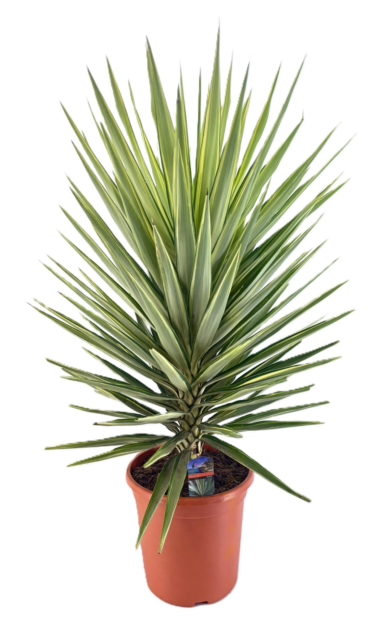 Yucca Jewel, D 30