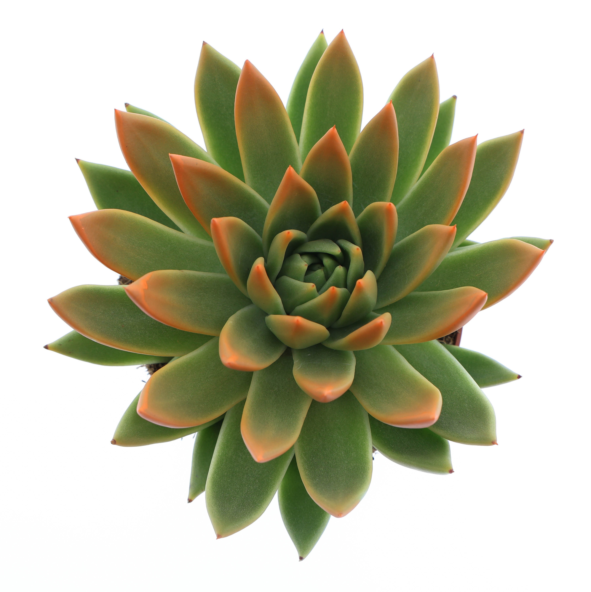 Miranda tips orange, D 12