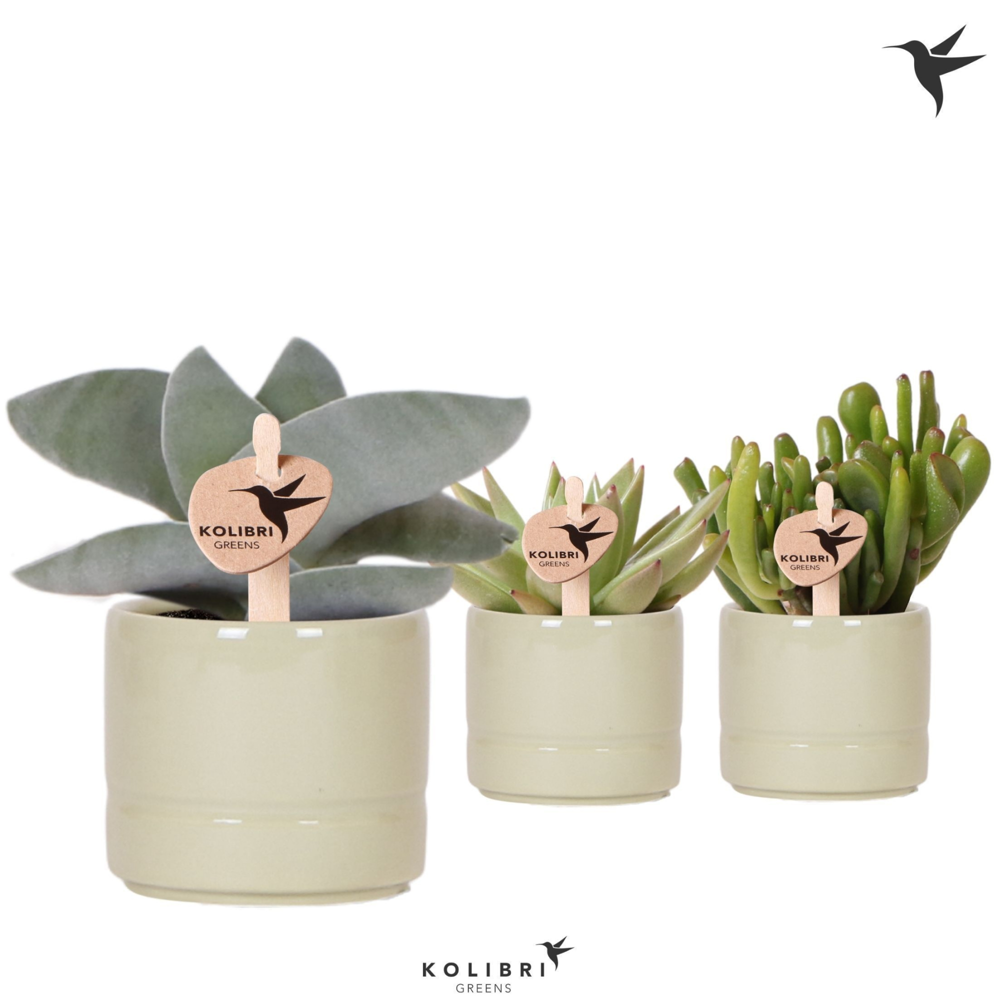 Kolibri Greens Succulenten mix in Pastel pot green, D 6