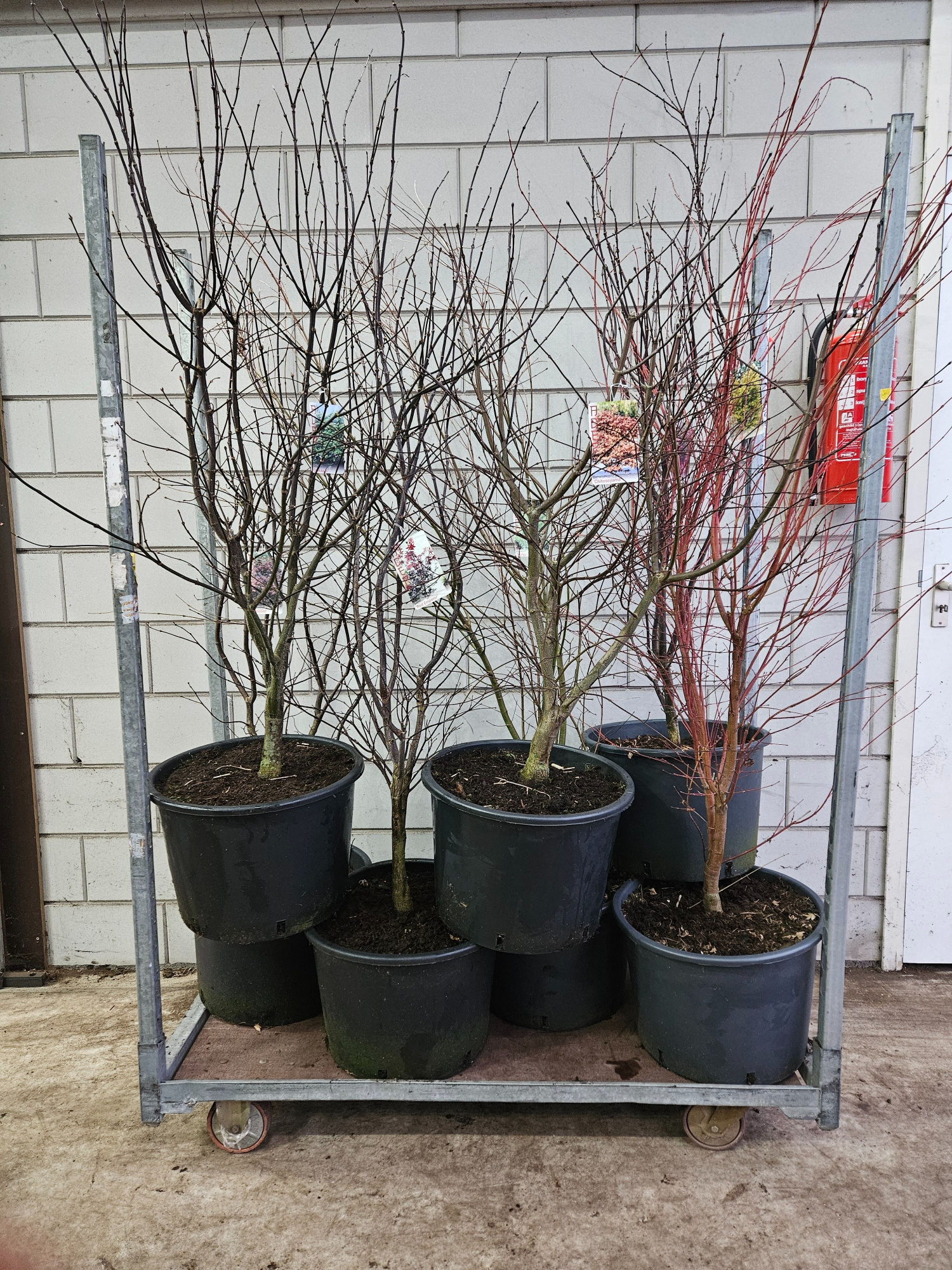 Acer palmatum Mix C35/43cm, D 43