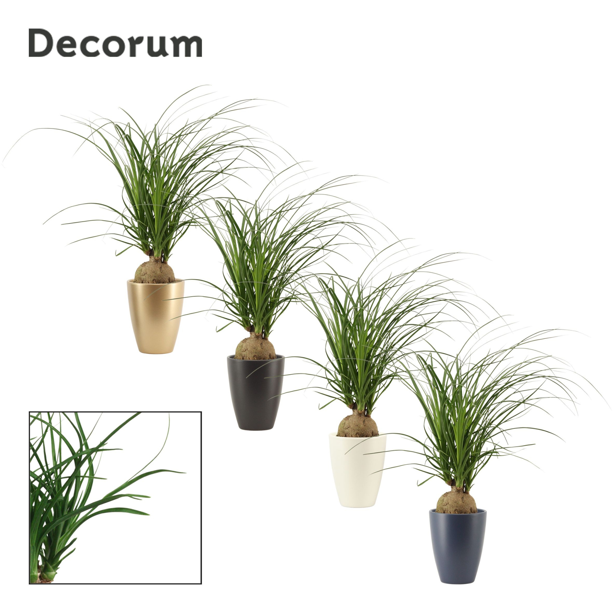 Beaucarnea Bol 12 cm in Carly (Neo Architect-collection), D 12