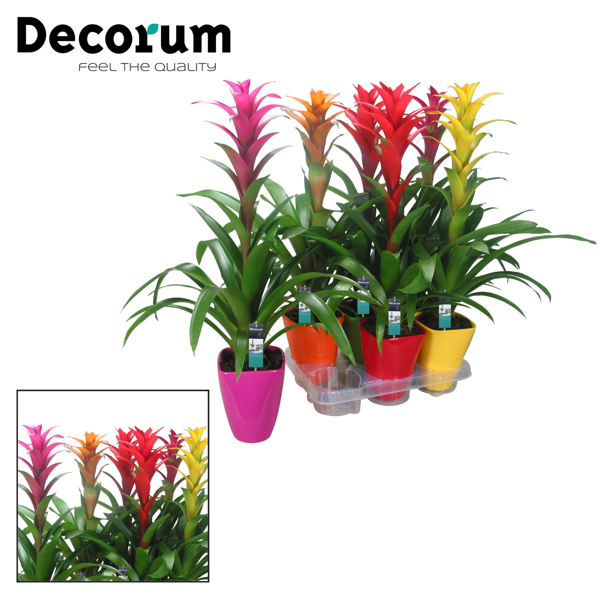 Guzmania Maxima Mix Luxe Keramiek (Decorum), D 14