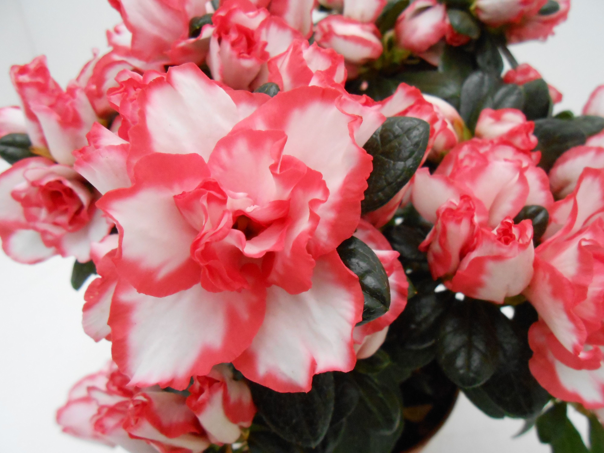 Rhododendron simsii T15 white/red, D 15