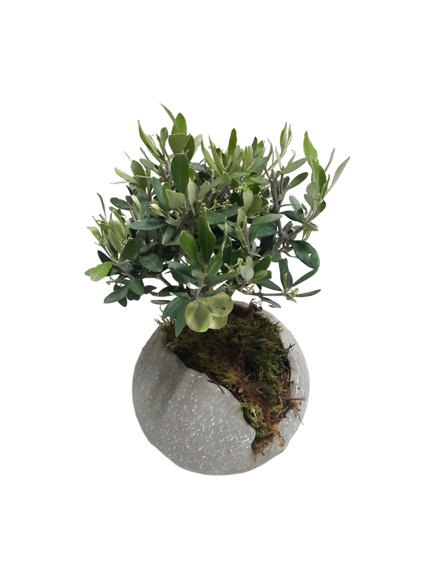 GG18OLE Green Globe 18cm Olea Europaea Bush, D 18