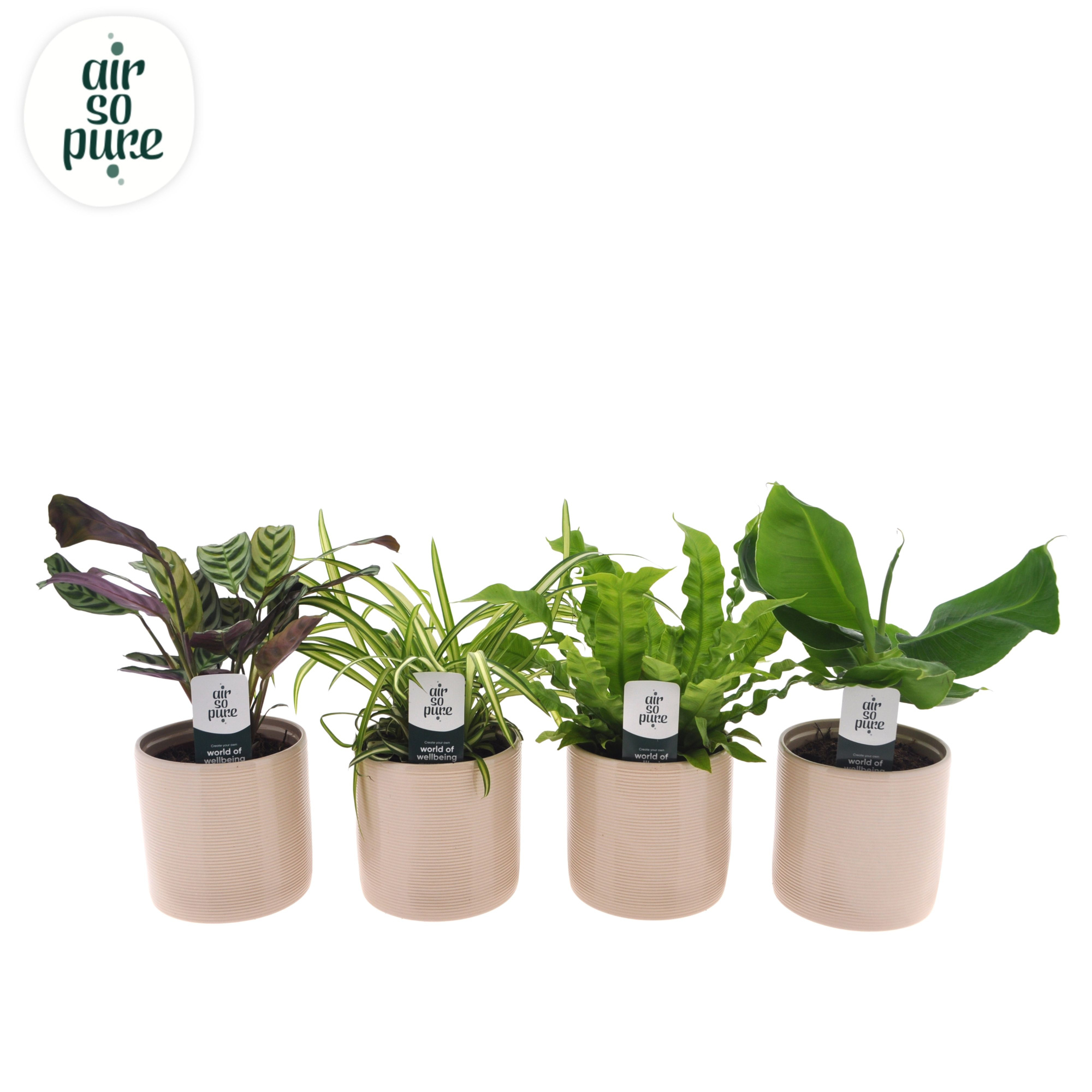 Air So Pure mix in Havana keramiek, D 12