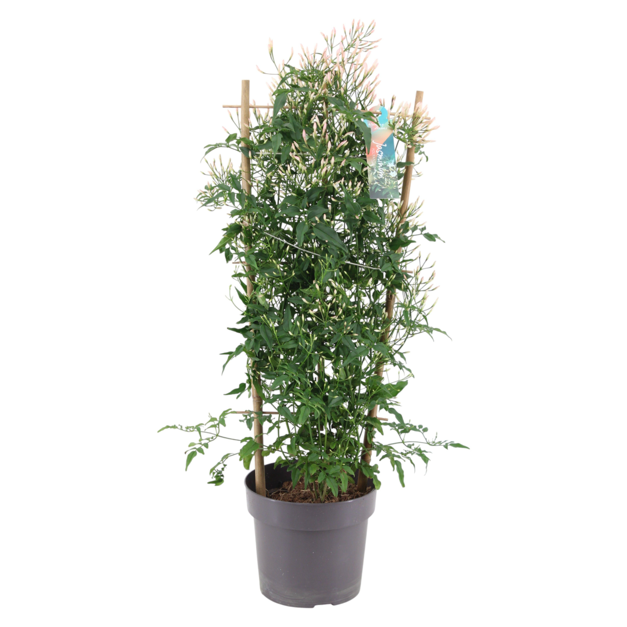 Jasminum rek 400 Knop p17 (Jasmijn), D 17