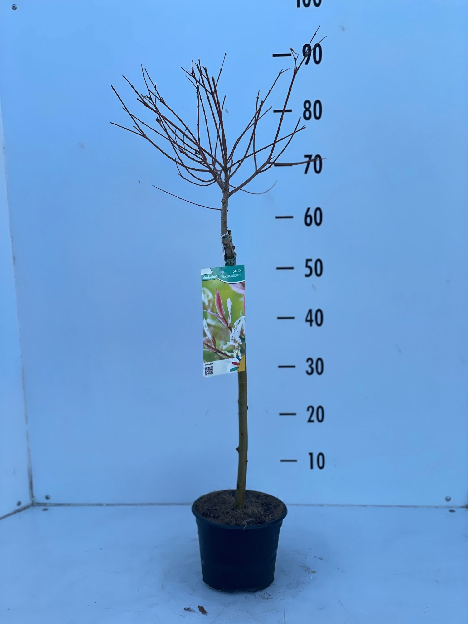 Salix integra Hakuro Nishiki, D 17