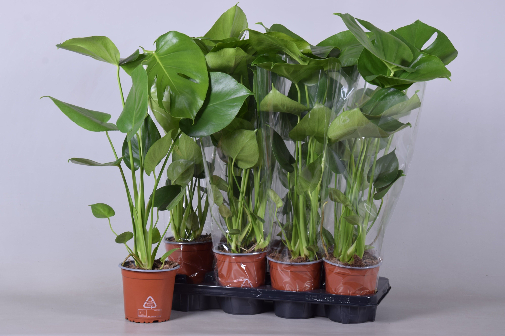 monstera pot 14 cm, D 14