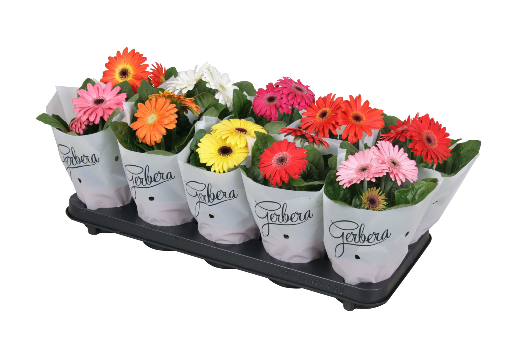 Gerbera belicht 2+basic in frosted hoes kort, D 12