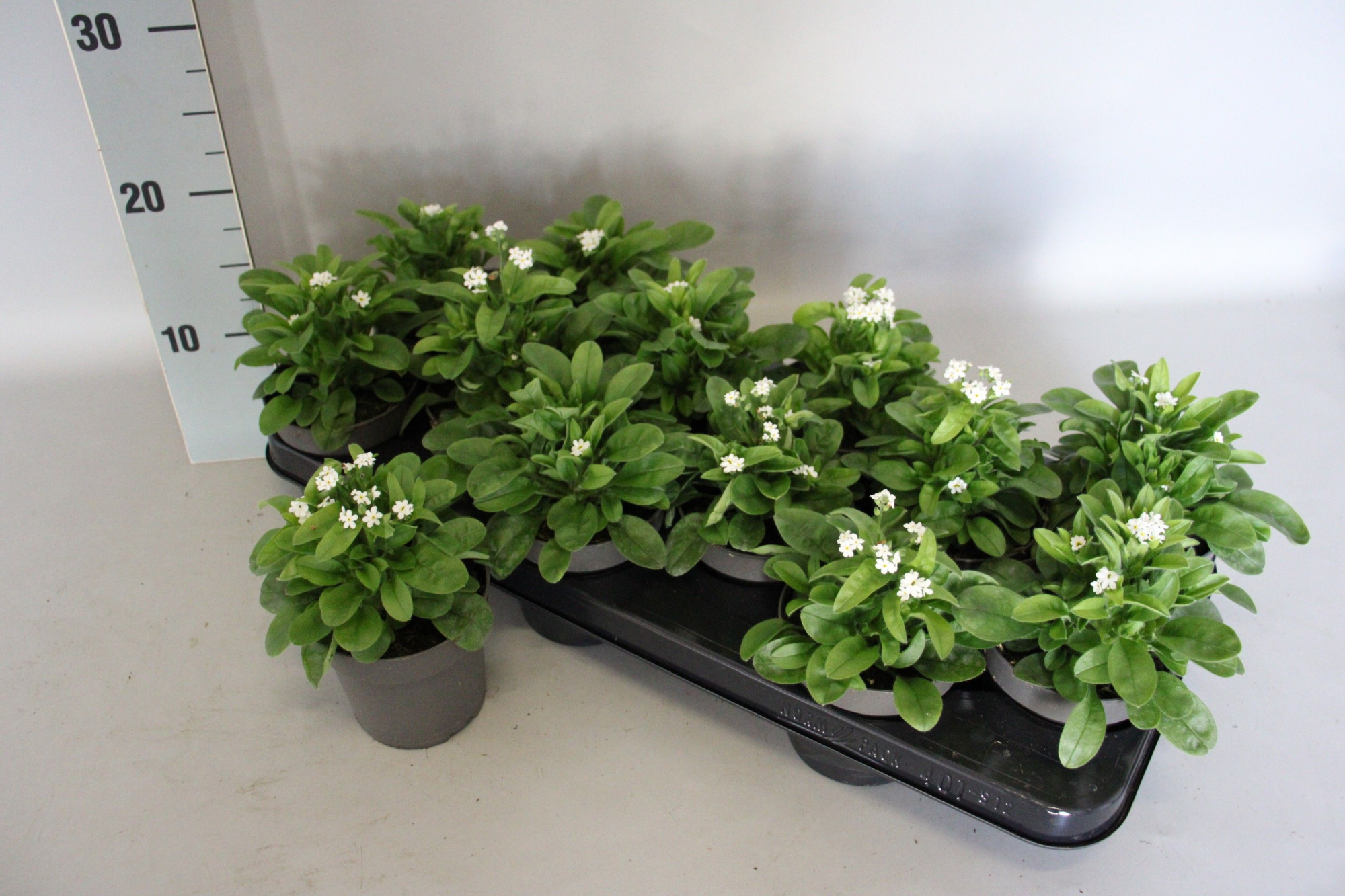 Myosotis White 10,5 cm, D 10,5