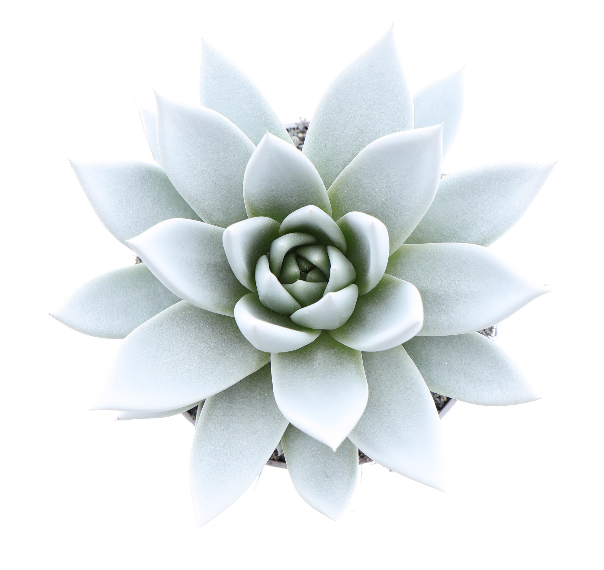 Rainbow white, D 10,5