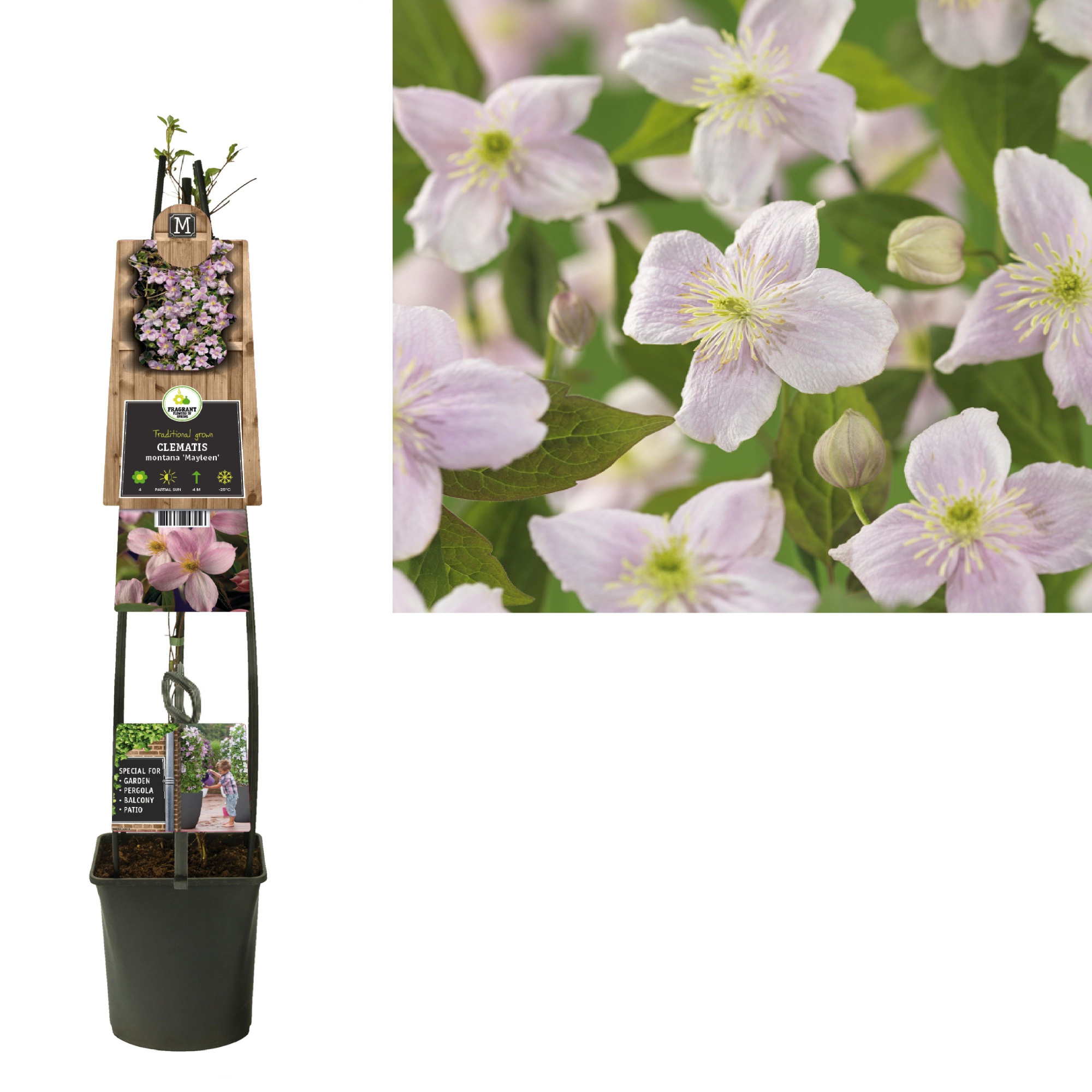 Clematis montana 'Mayleen' +3.0 label, D 23