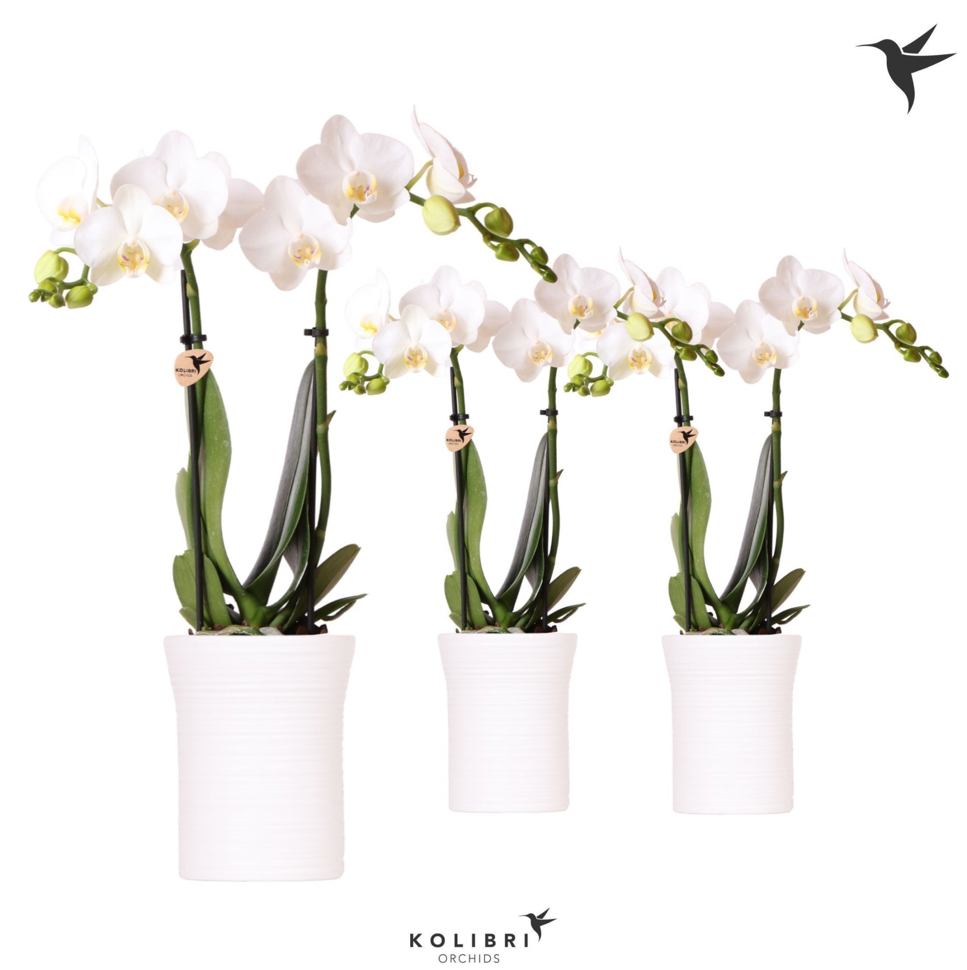 Kolibri Orchids Phalaenopsis white 2 spike in Furrow pot white, D 9