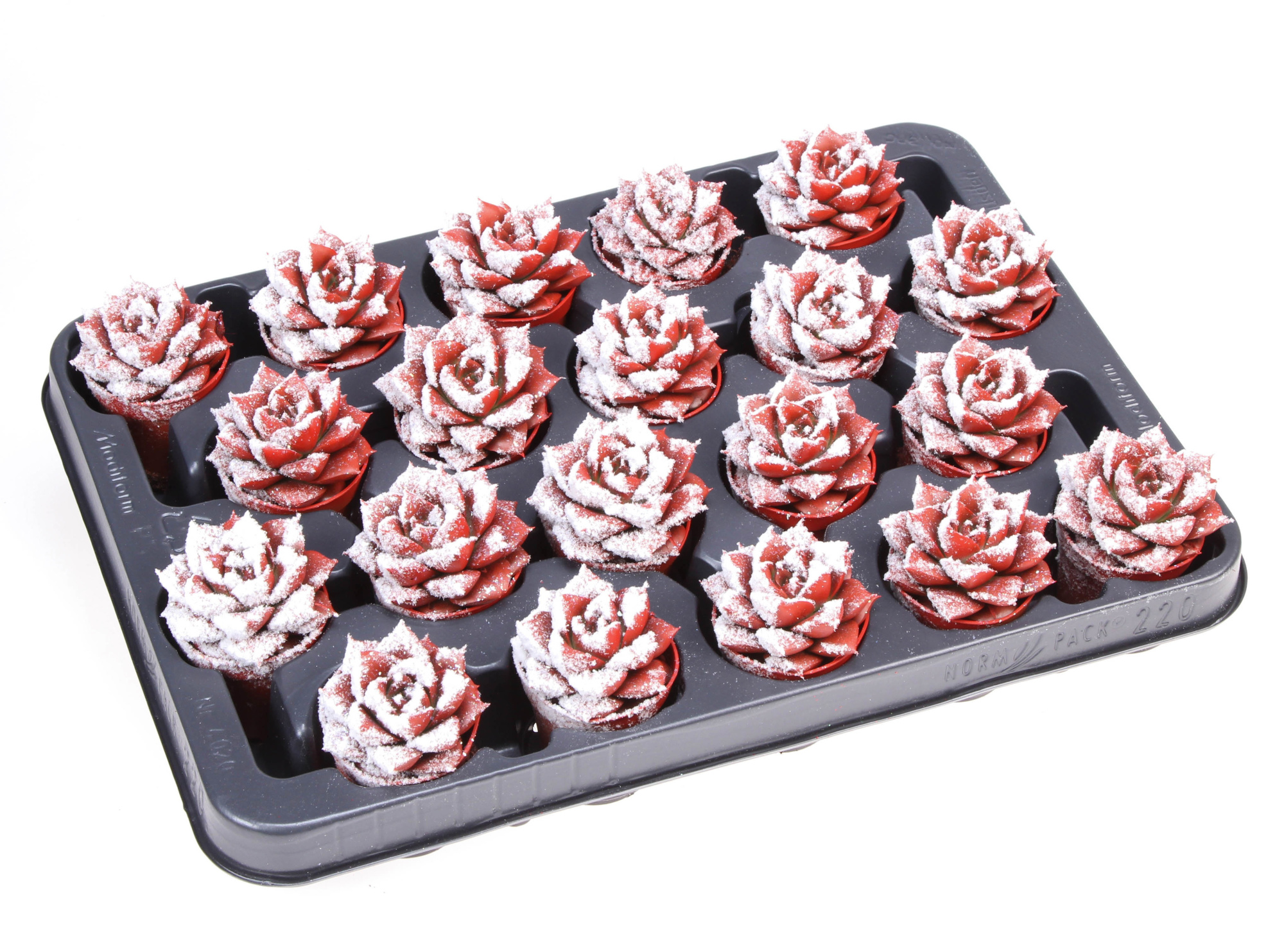 Purper snowy + bio snow, D 5,5