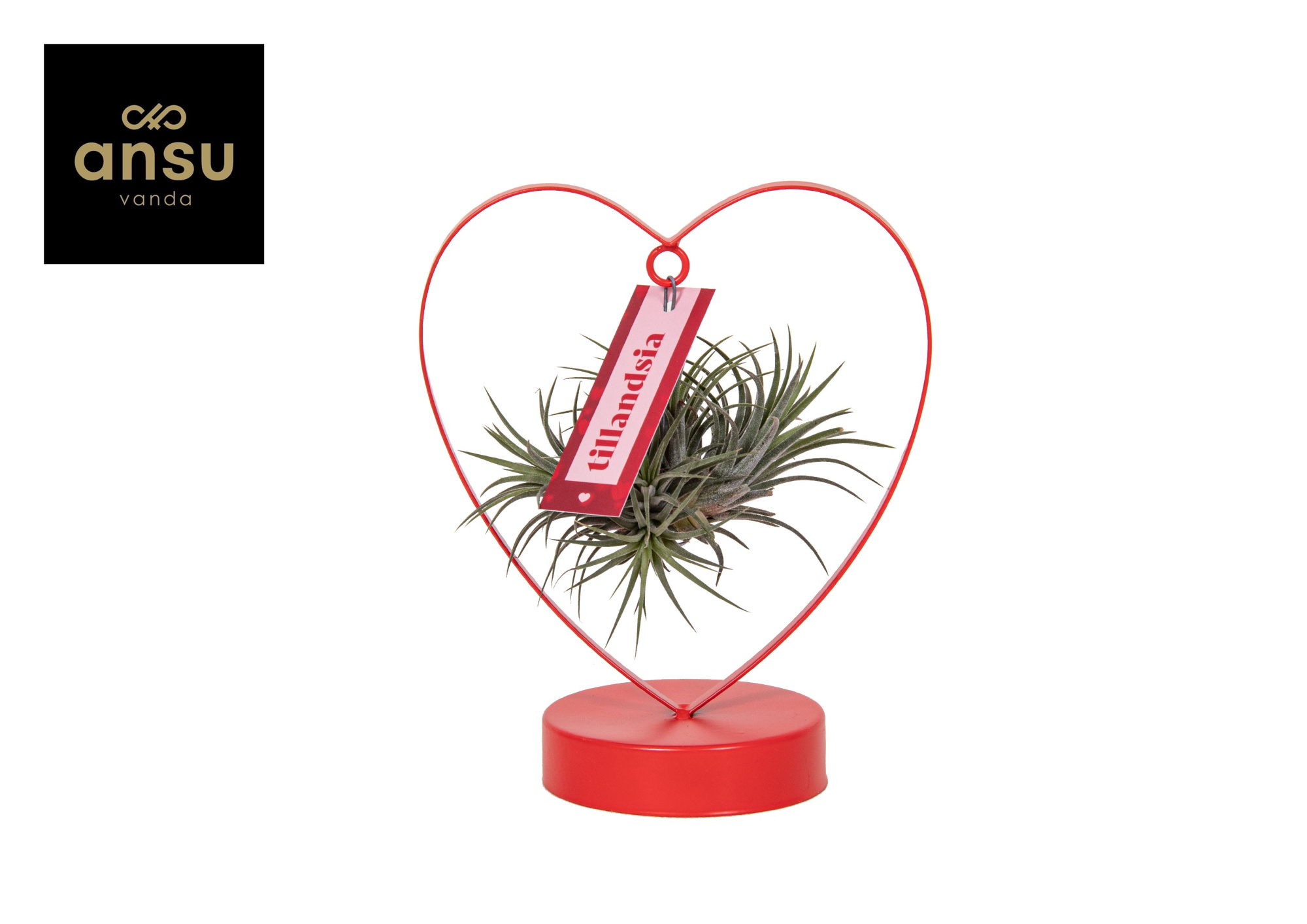 Tillandsia Love Edition, D 10,5