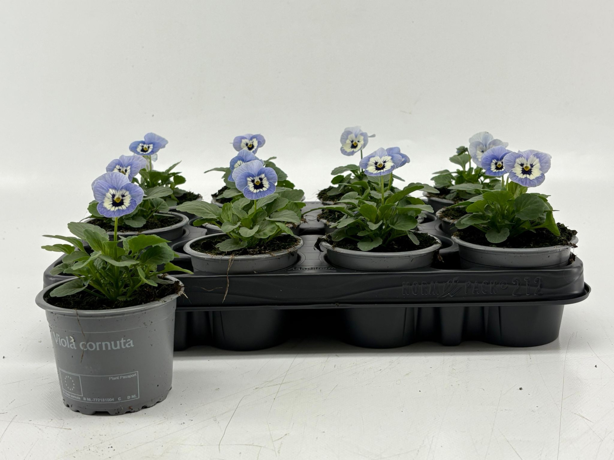 Viola Cornuta Marina, D 9