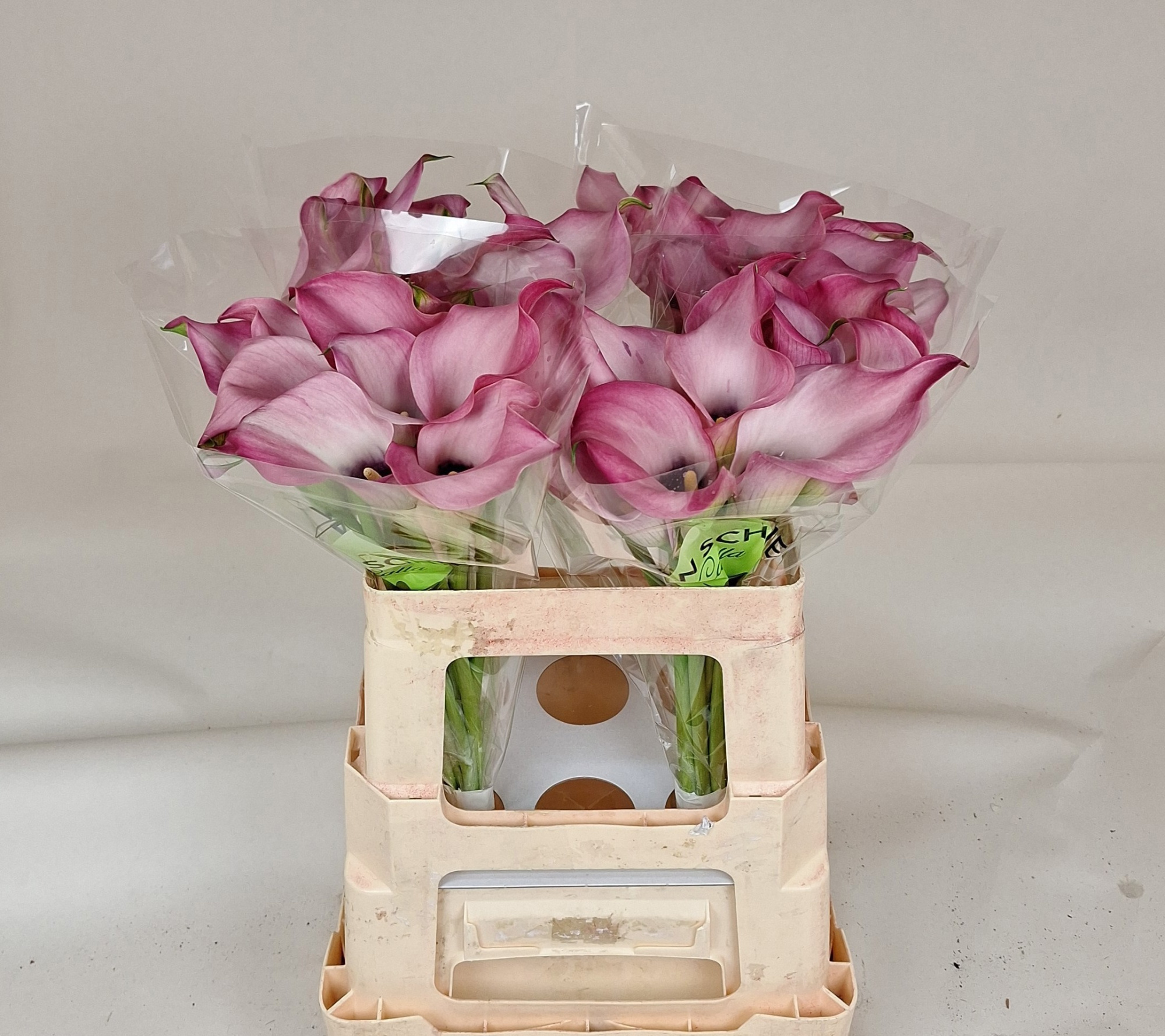 Калла Зазу 55, шт.