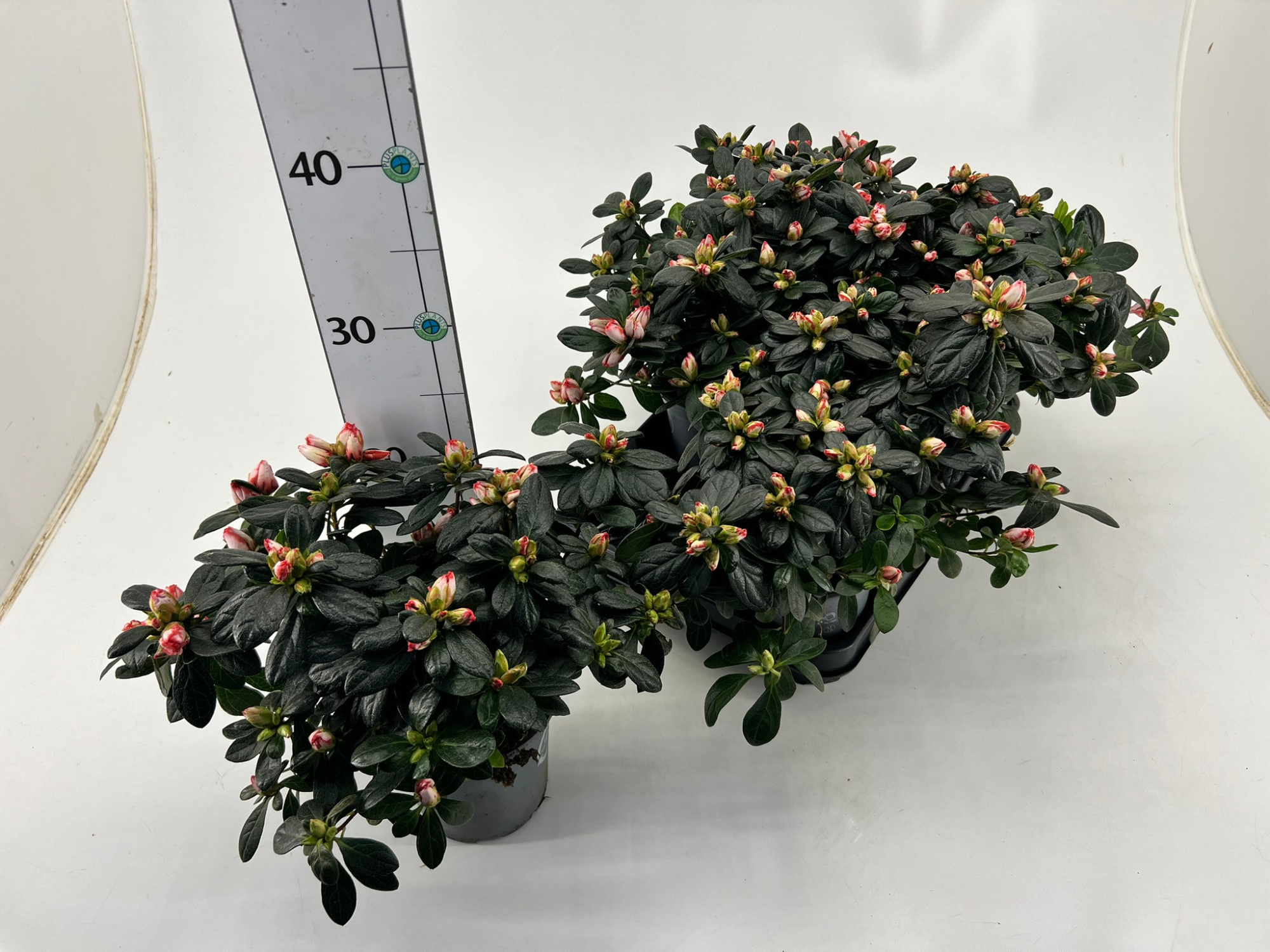 Rhododendron simsii T12 white/red, D 13