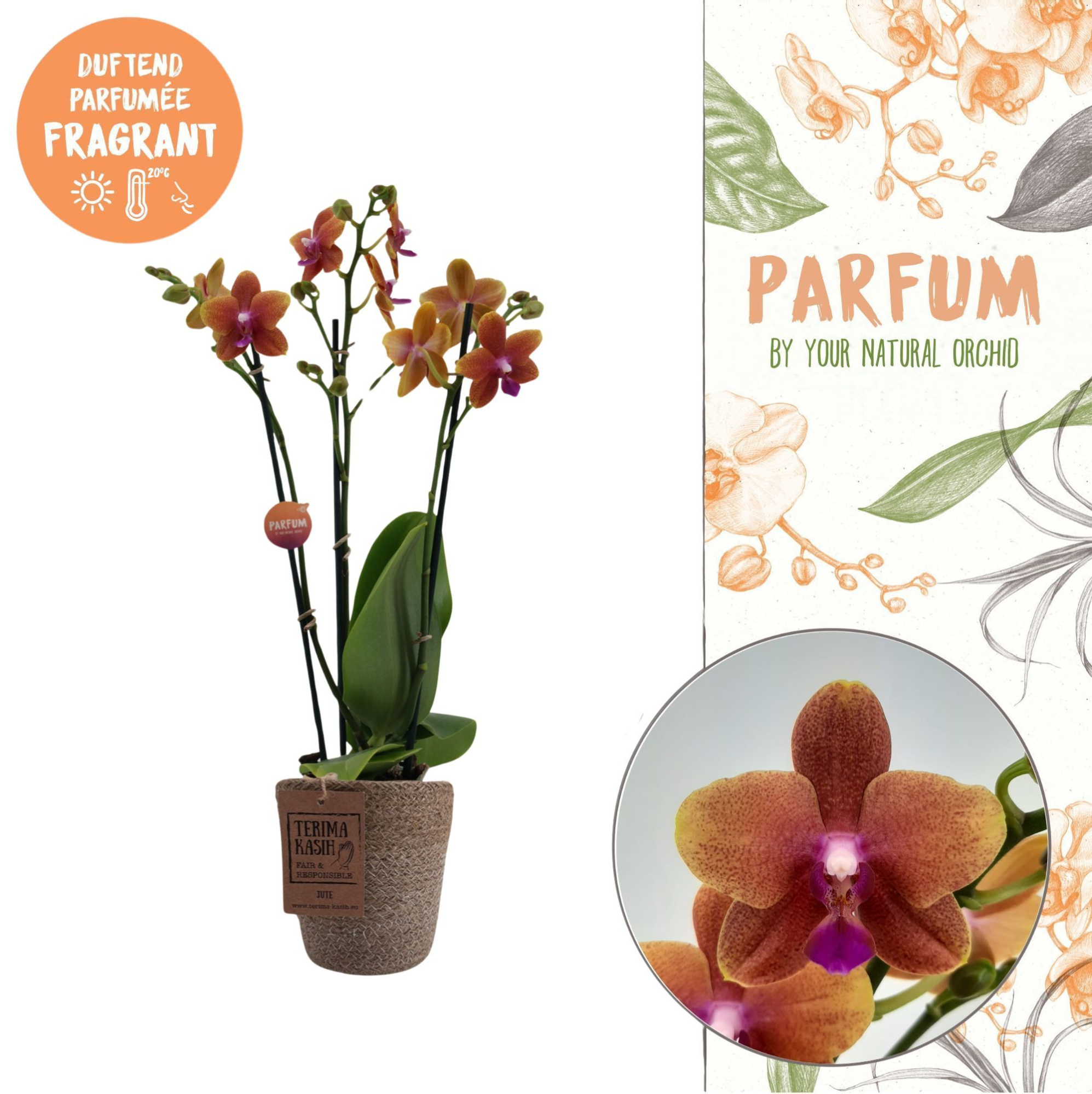 Parfum | Bolgheri in Terima Kasih | Phalaenopsis 3 spike, D 12