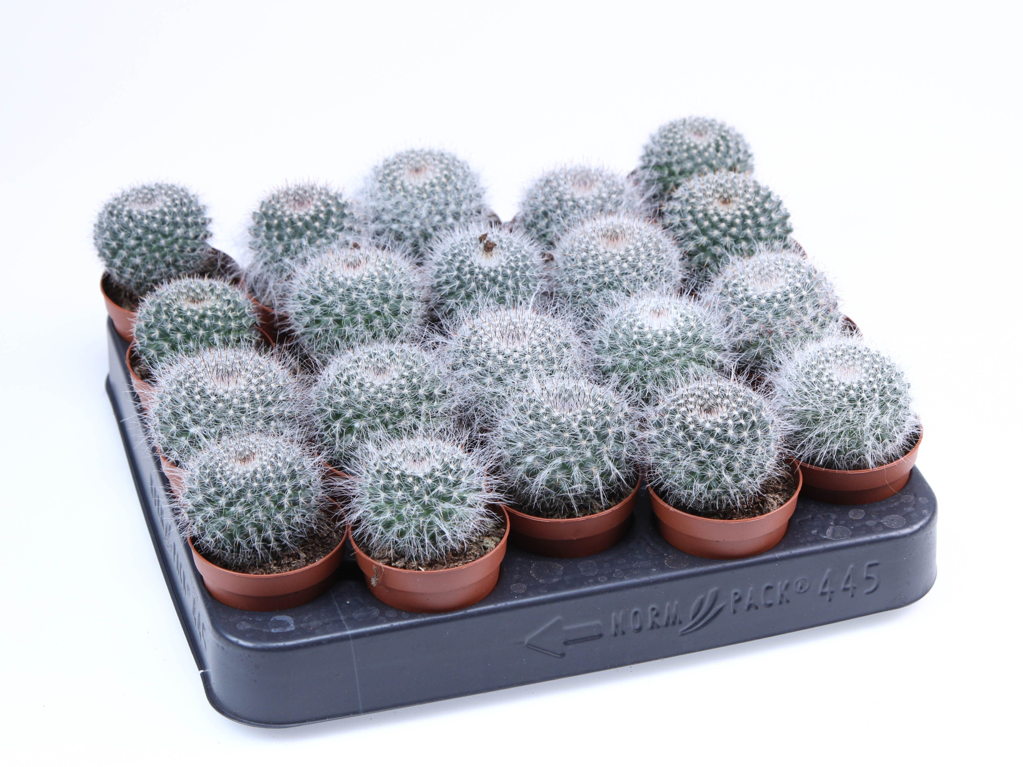 Mammillaria hahniana E, D 5,5