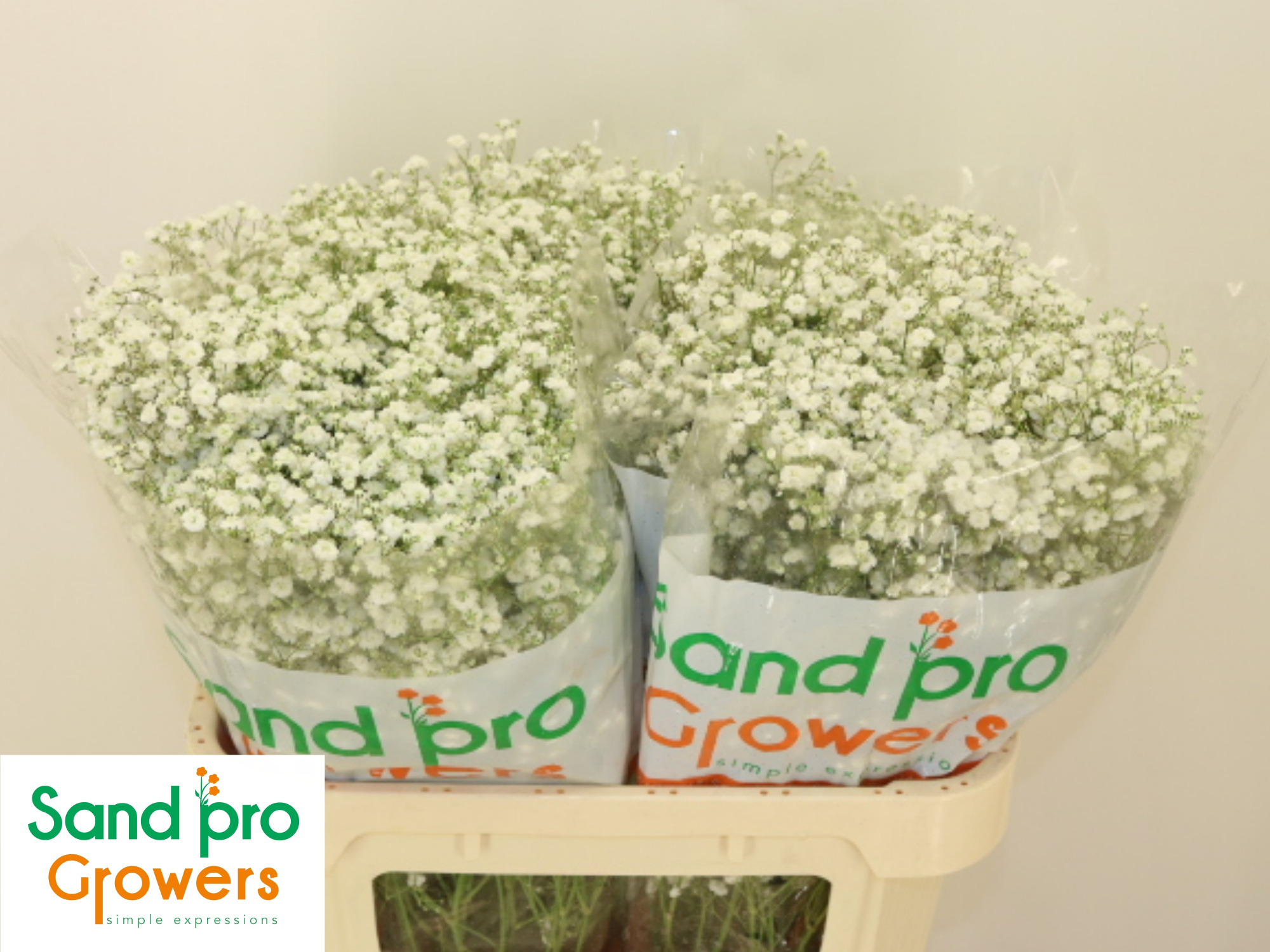 Гипсофила Экселенс 70 (бел.), шт.