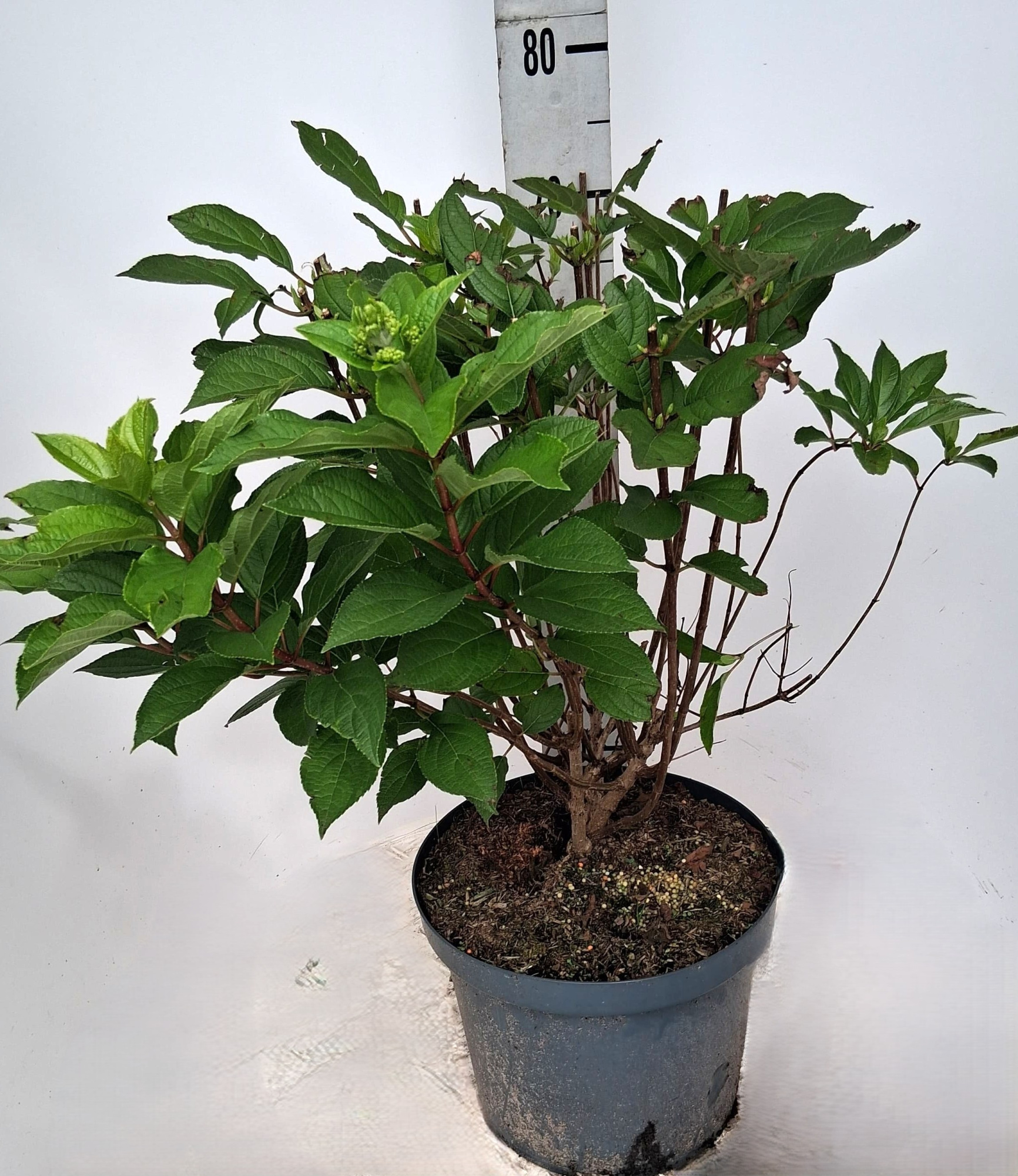 Hydrangea pan. 'Hercules', D 29