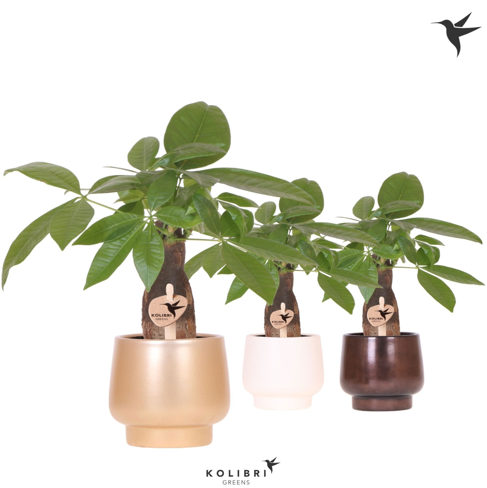 Kolibri Greens Pachira in Scandic pot gold mix, D 9