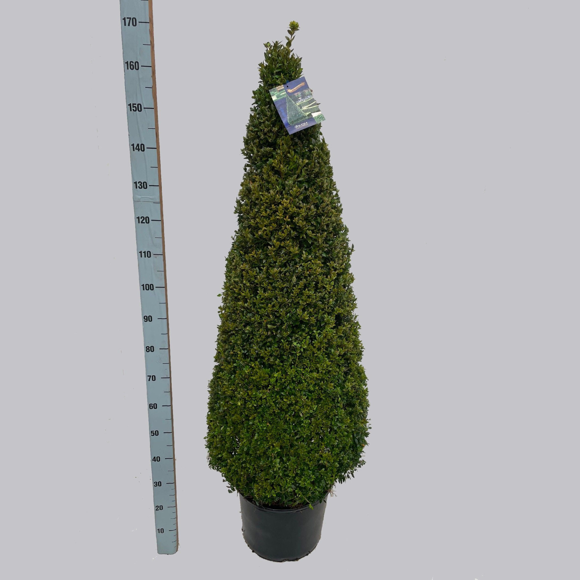 Buxus semp. pyr.130-140 40/C24, D 40