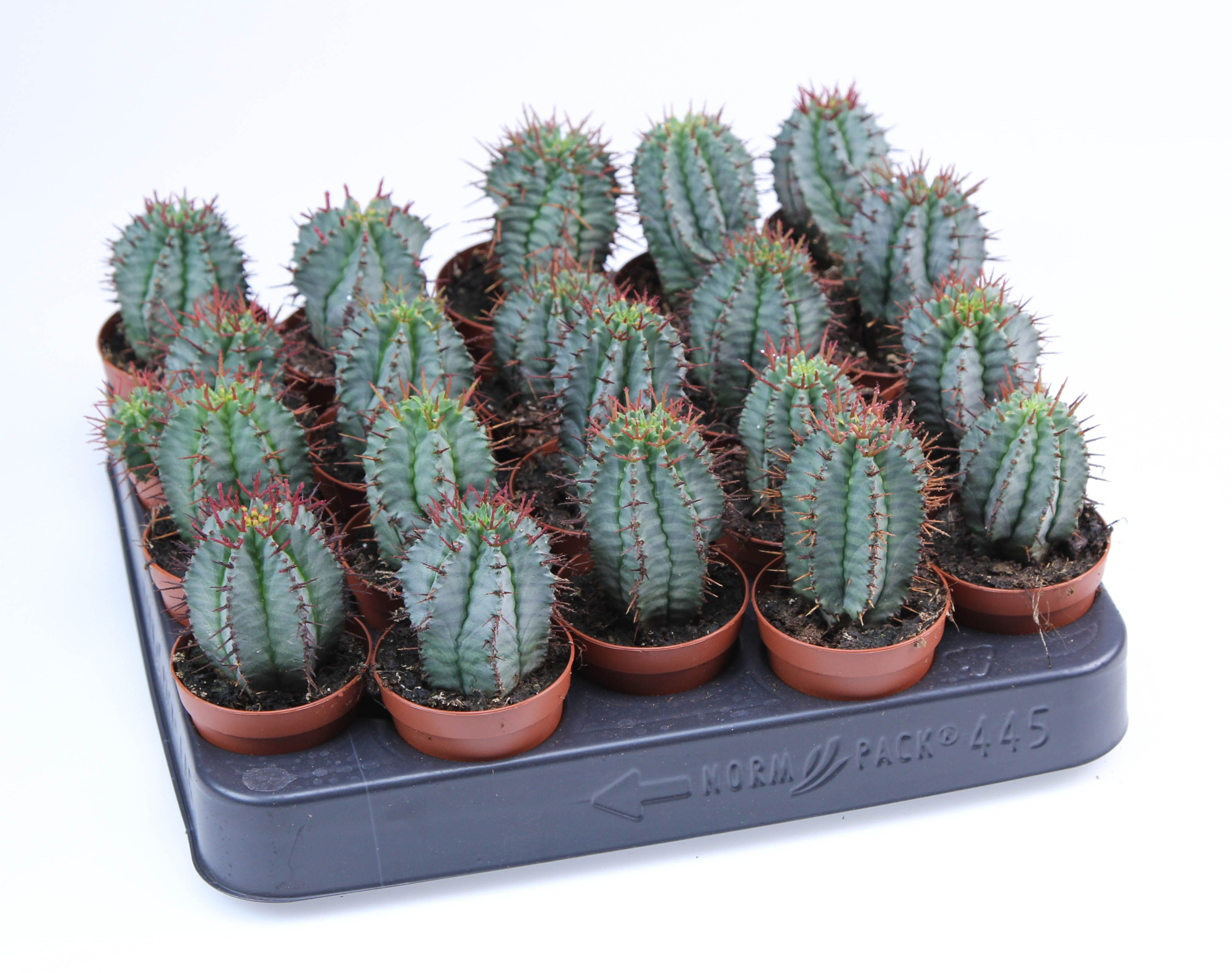 Euphorbia Horrida Striata E, D 5,5