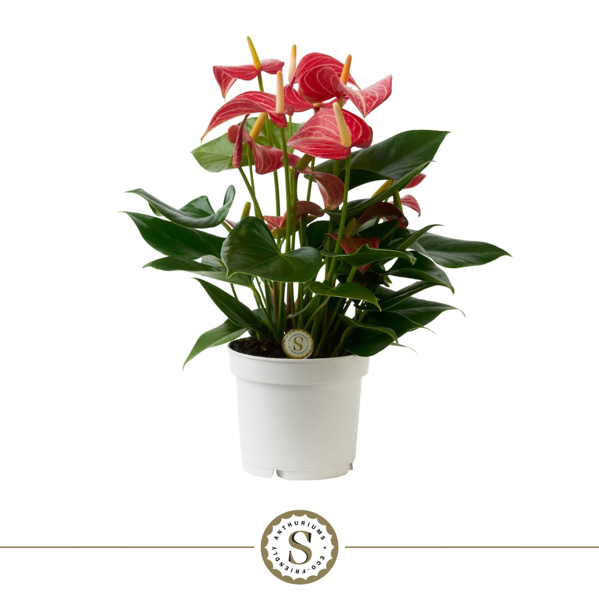 Anthurium Livium Micra Red 12cm, D 12