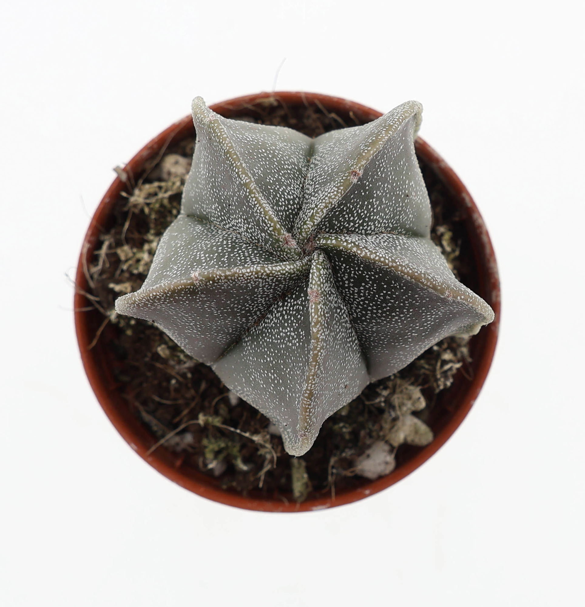 Astrophytum myriostigma, D 5,5