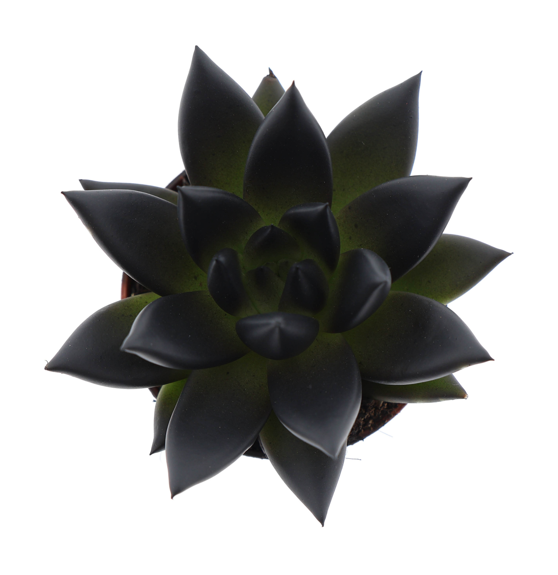 Rainbow deep black, D 5,5