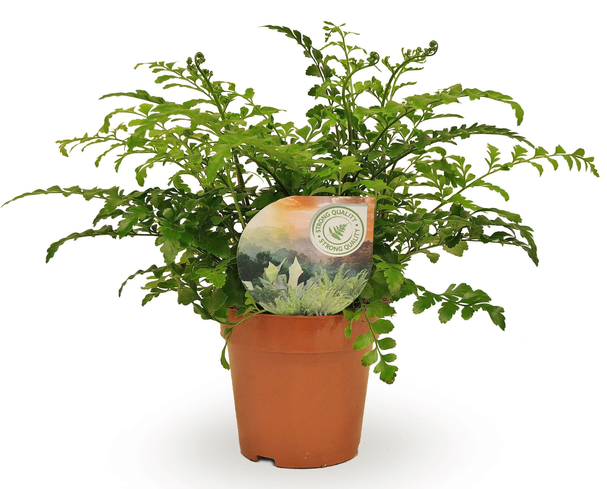 Asplenium Parvati, D 12