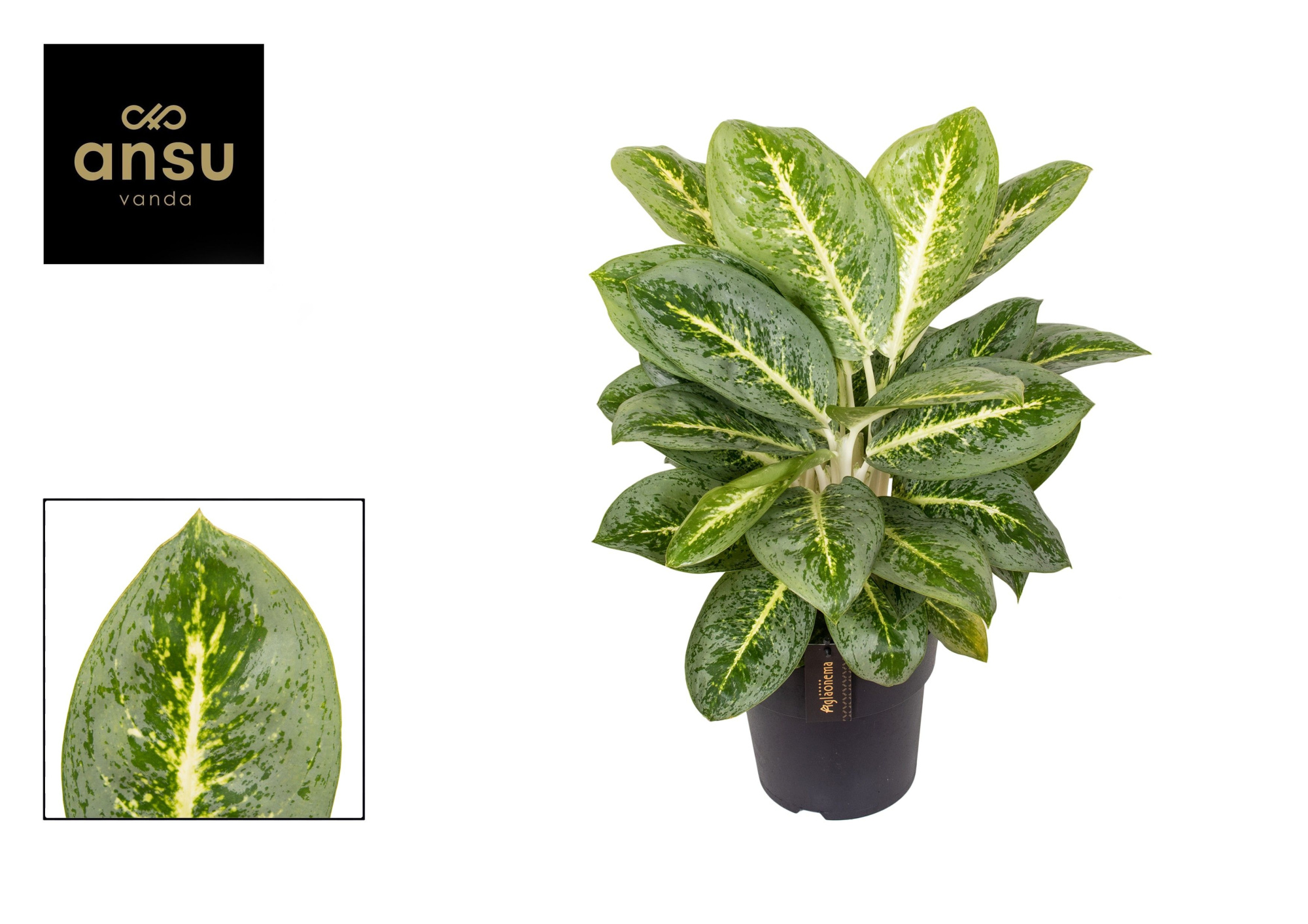 Aglaonema Lemon Mint, D 19