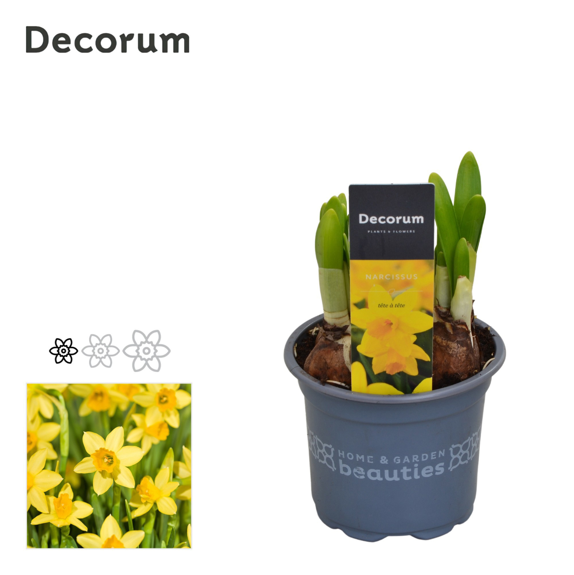 Narcis Tete A Tete, D 9