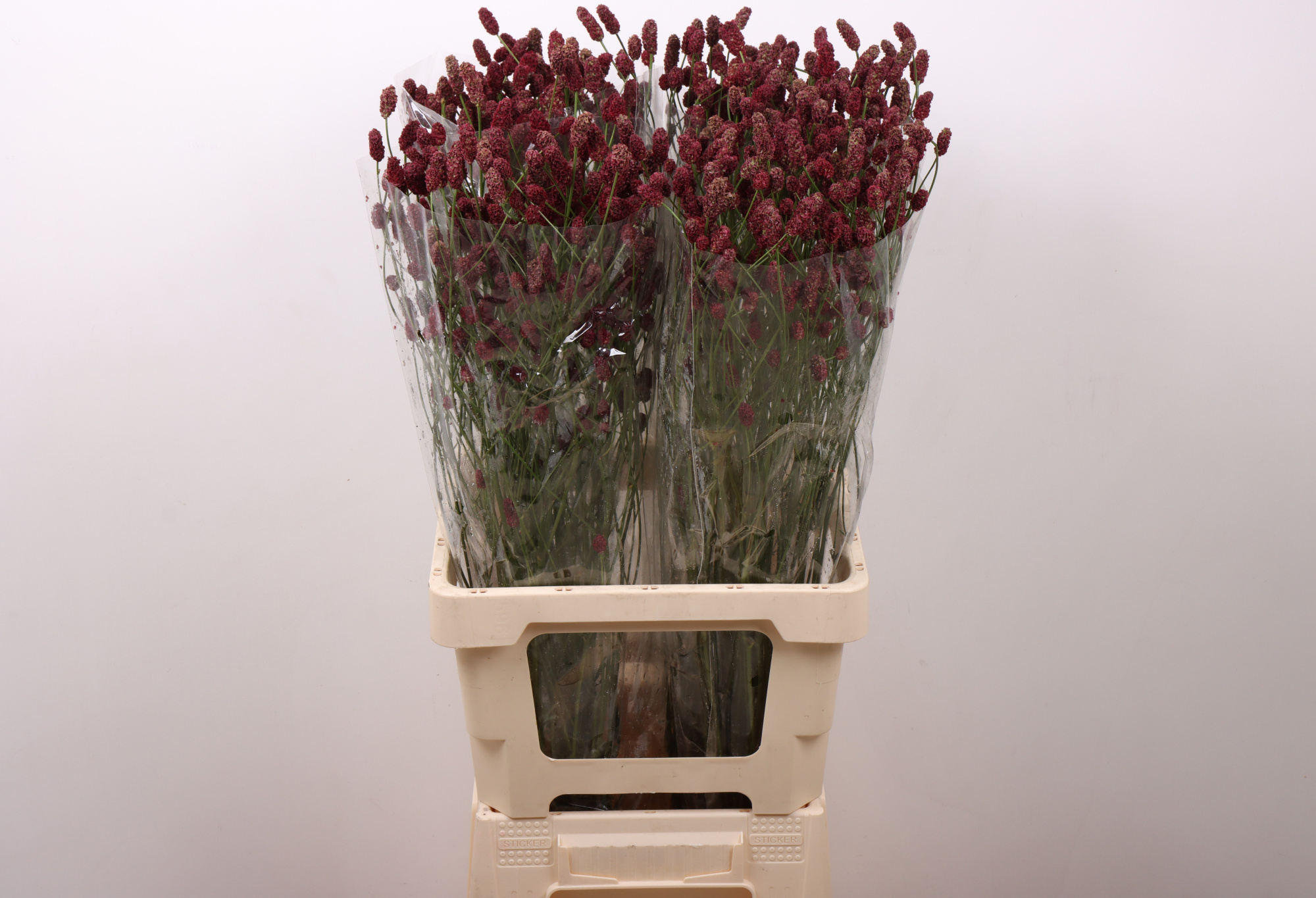 Сангисорба Оффициналис Рэд Дрим 70 (бордо), шт.