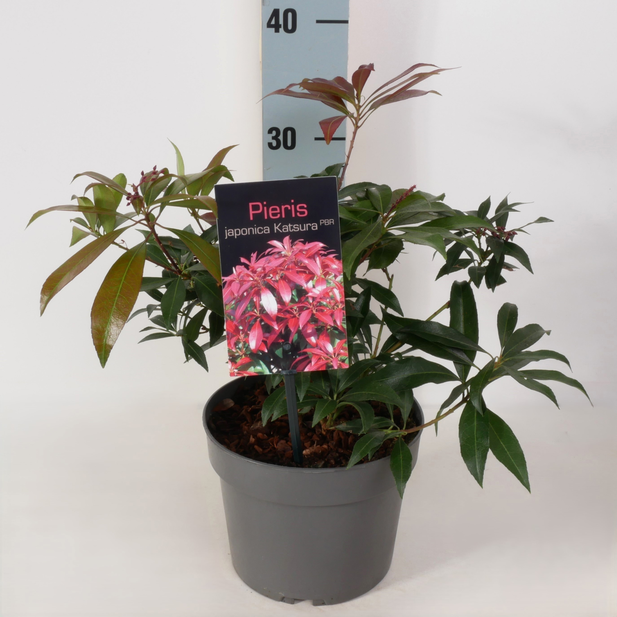 Pieris japonica 'Katsura' P17, D 17