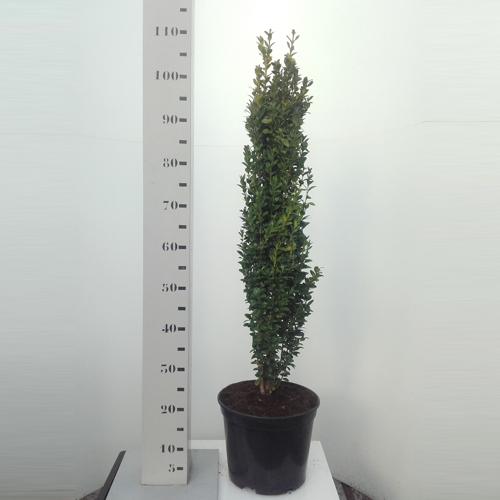 Buxus sempervirens Graham Blandy - 80cm Zuilvorm, D 19