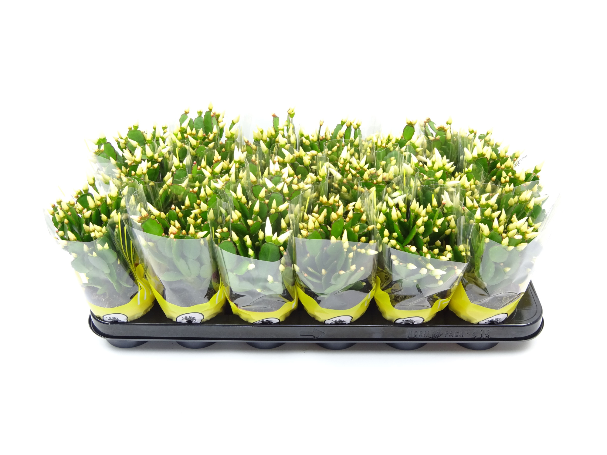 Rhipsalidopsis wit 9 cm, D 9