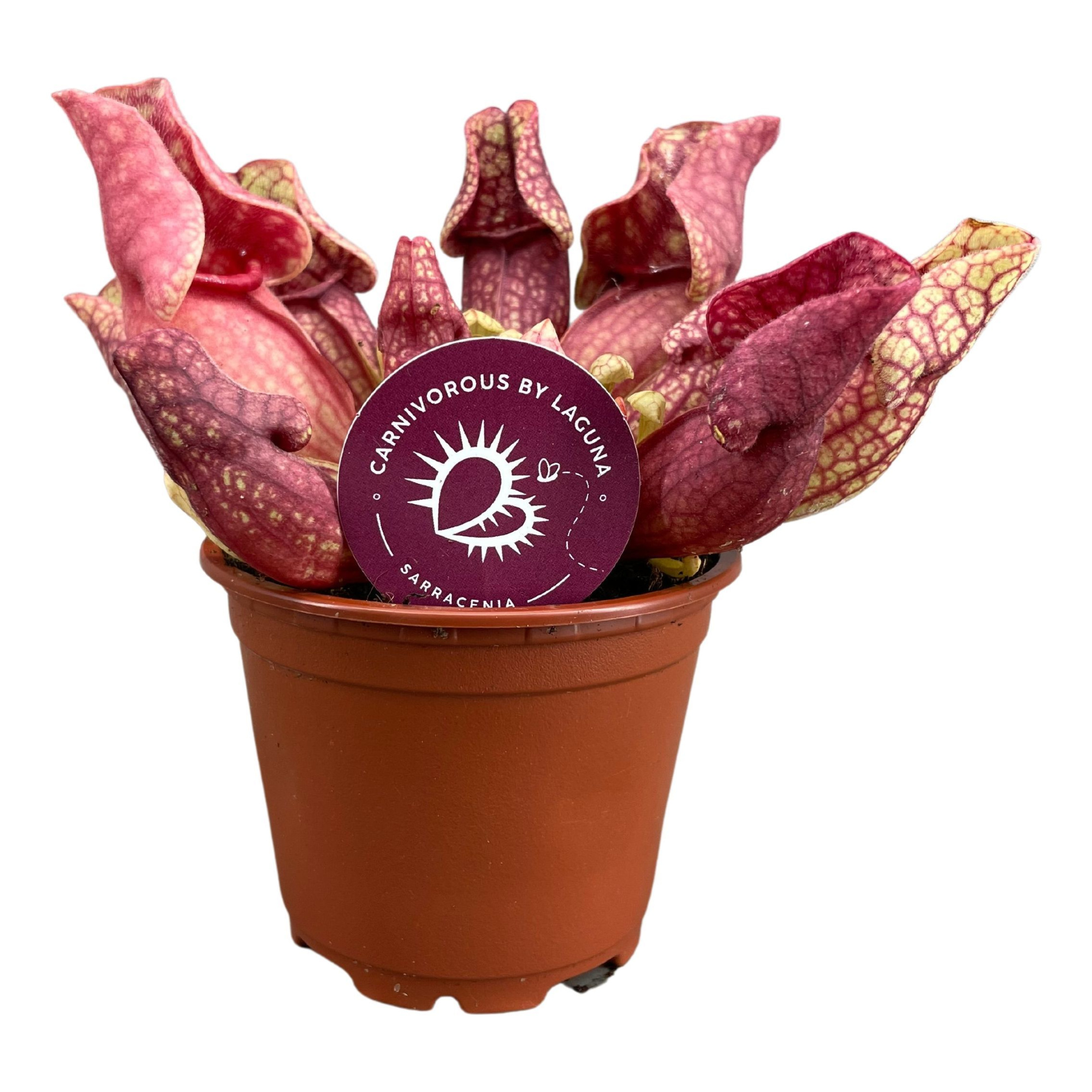 Sarracenia Venosa 8,5 cm, D 8,5